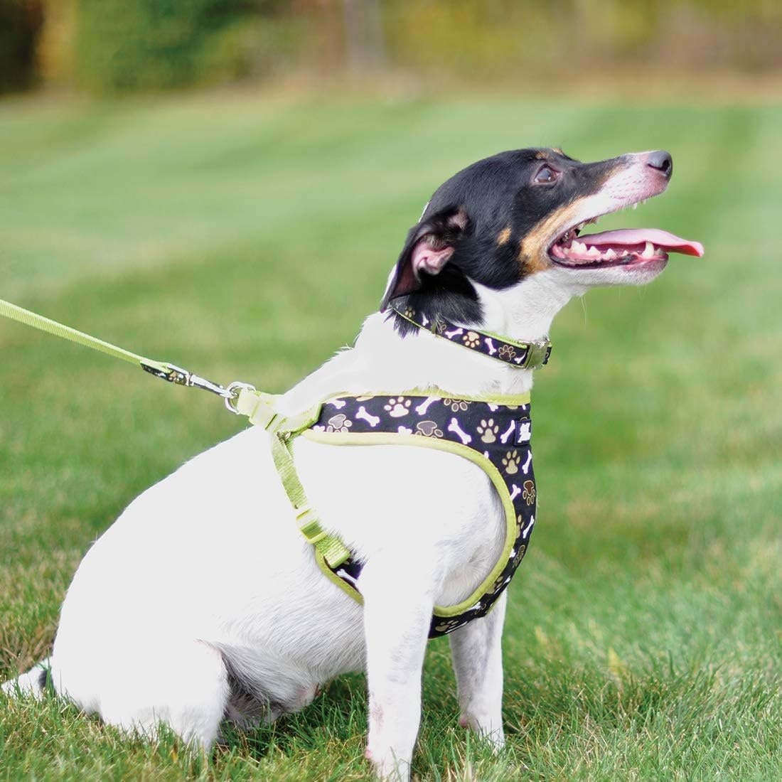 image:imageCoastal Pet Ribbon Designer Wrap Adjustable Dog Harness Large amp Small Dog Harness Breathable Mesh Harness for Dogs Pet Supplies for Dogs Red with Paws 38 x 14161619 Inch Pack of 1
