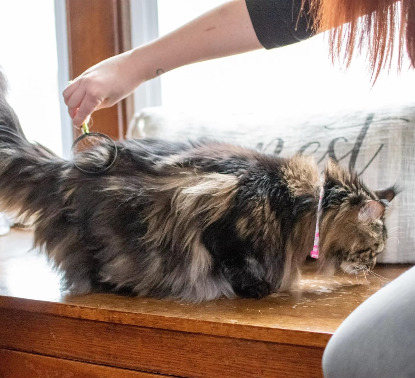 image:imageCoastal Pet Stainless Steel Safari Cat Shedding Blade Cat Hair Removal Brush Pet Grooming Tool to Prevent Hairballs 75 x 3