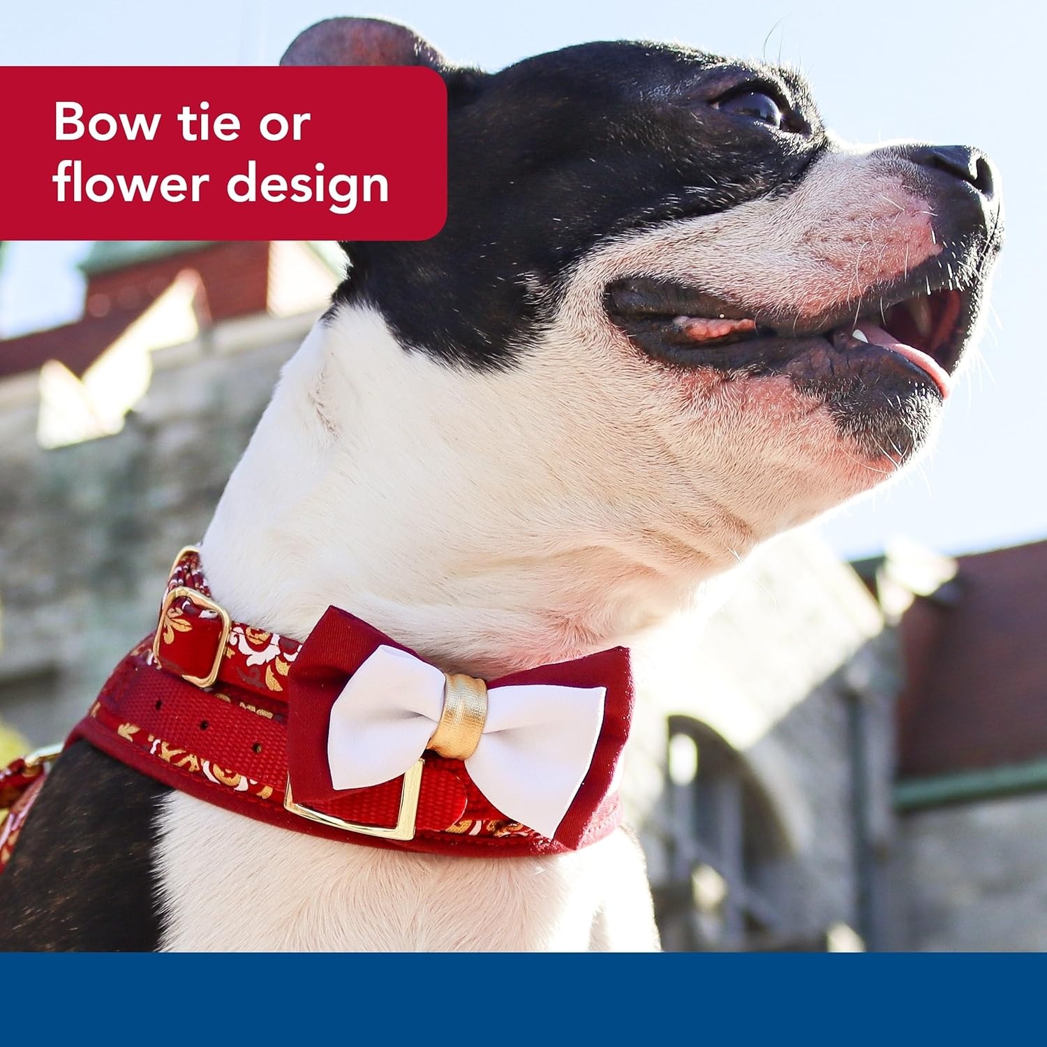 image:imageCoastal Pet Accent Metallic Dog Collar Embellishment One Size Green BowtieBurgundy Bow