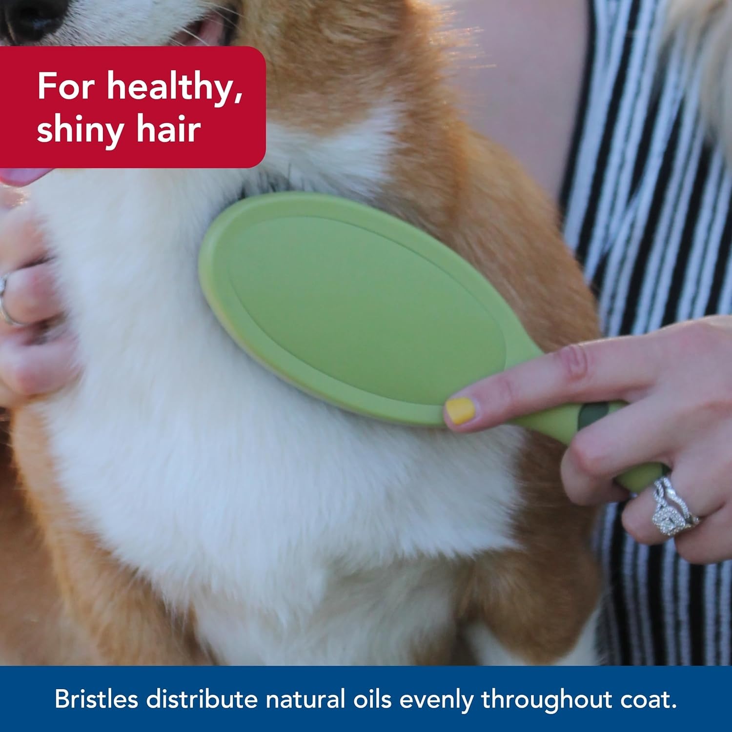 image:imageCoastal Pet Safari Bristle Dog Brush Brush Large 9 L x 2625 WLarge