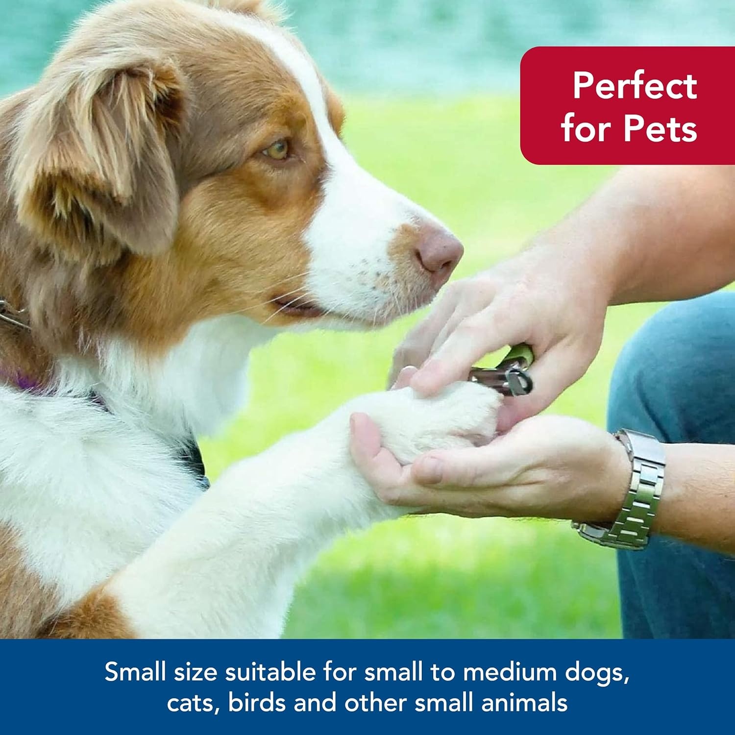 image:imageCoastal Pet Safari Guillotine Dog Nail Trimmer DoubleBladed Guillotine Style Dog Nail Trimmers OwnerFriendly Vinyl Grip for Small to Medium Dogs Small 5 L x 3 WSmall