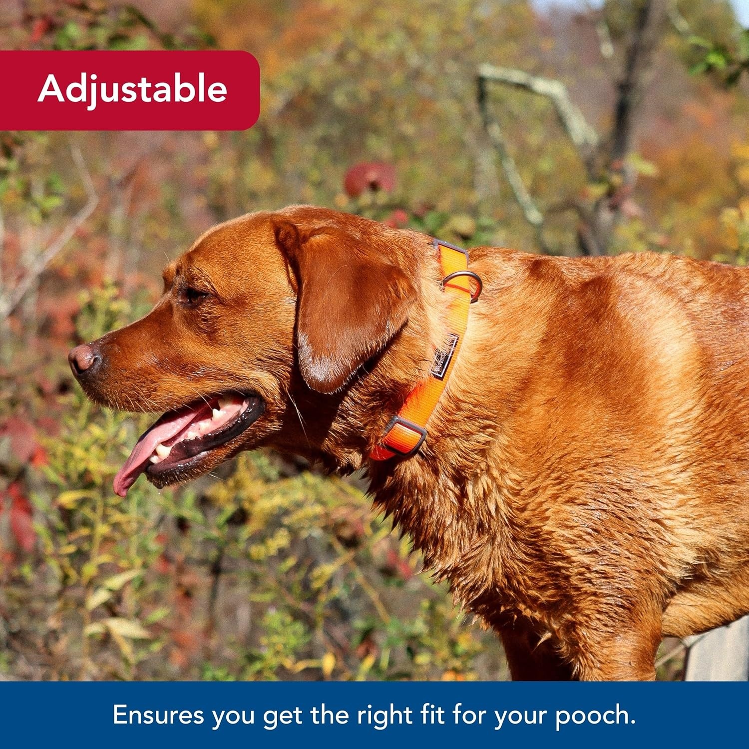 image:imageCoastal Pet Water amp Woods Adjustable Dog Collar Durable Dog Collar with Curved Snap Lock Buckle Patterned Collar for Dog Stylish amp Adjustable Safety Orange Medium 1 x 1420Safety Orange
