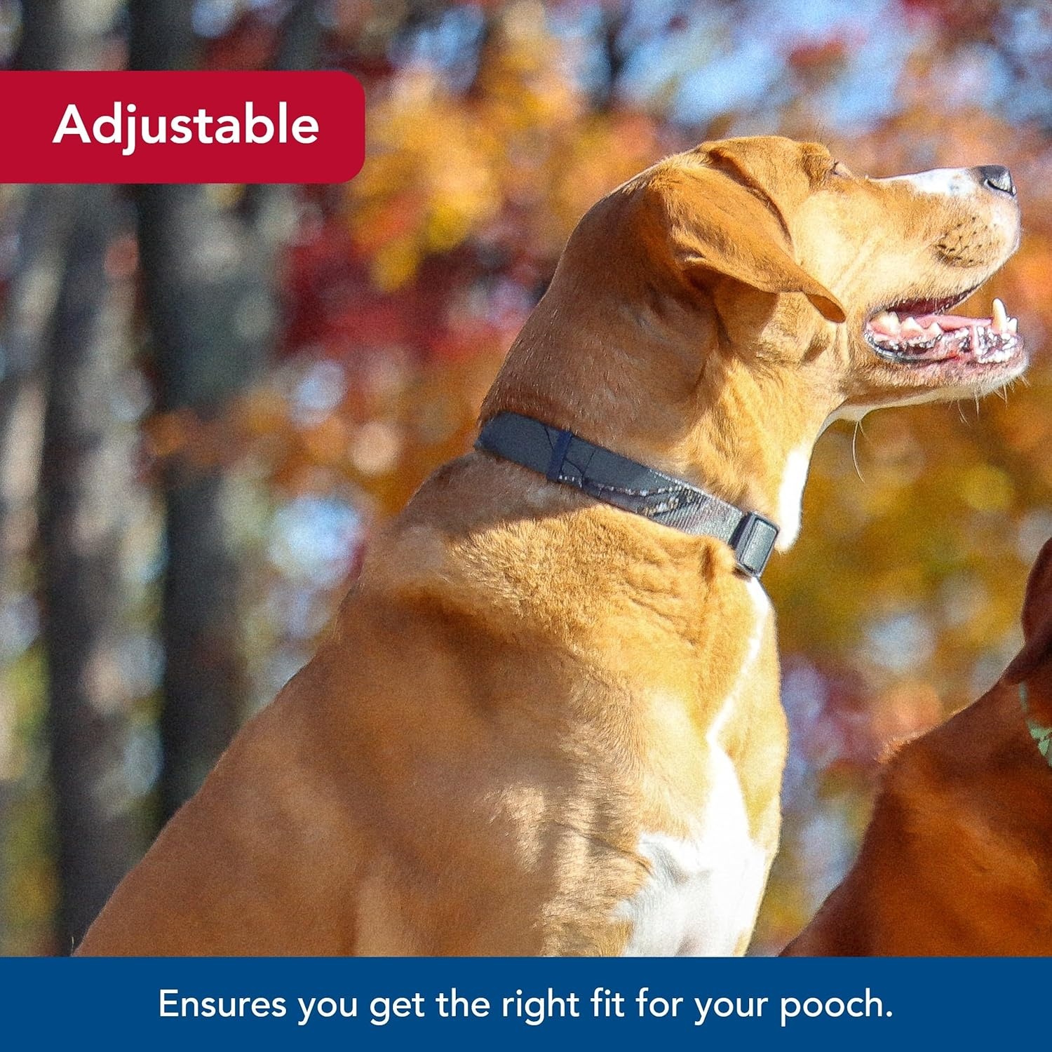 image:imageCoastal Pet Water amp Woods Adjustable Dog Collar Durable Dog Collar with Curved Snap Lock Buckle Patterned Collar for Dog Stylish amp Adjustable Safety Orange Medium 1 x 1420Country Roots Evergreen