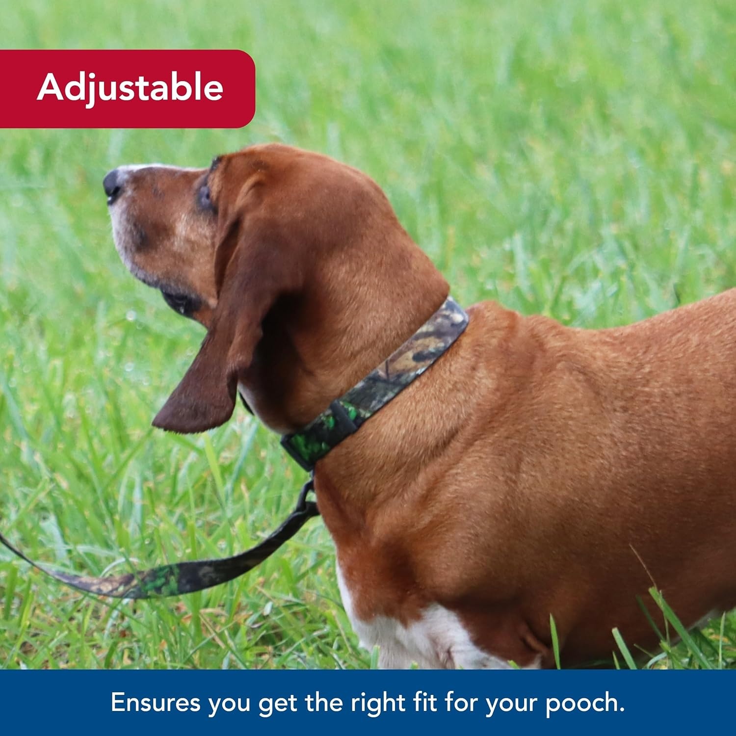 image:imageCoastal Pet Water amp Woods Adjustable Dog Collar Durable Dog Collar with Curved Snap Lock Buckle Patterned Collar for Dog Stylish amp Adjustable Safety Orange Medium 1 x 1420NWTF Obsession