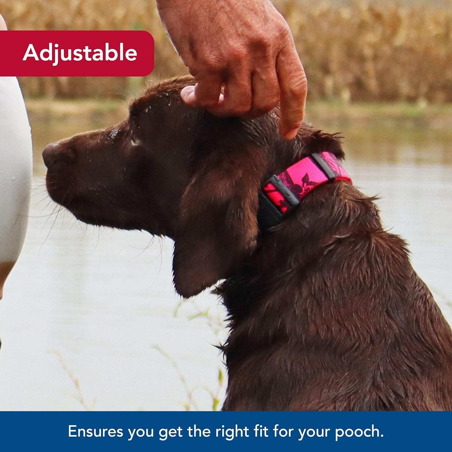 image:imageCoastal Pet Water amp Woods Blaze Adjustable Patterned Dog Collar by Coastal Pet Durable SnapLock Buckle Highly Visible with Forest Silhouette Pattern Orange Tree Medium 1 x 1420Neon Pink Tree