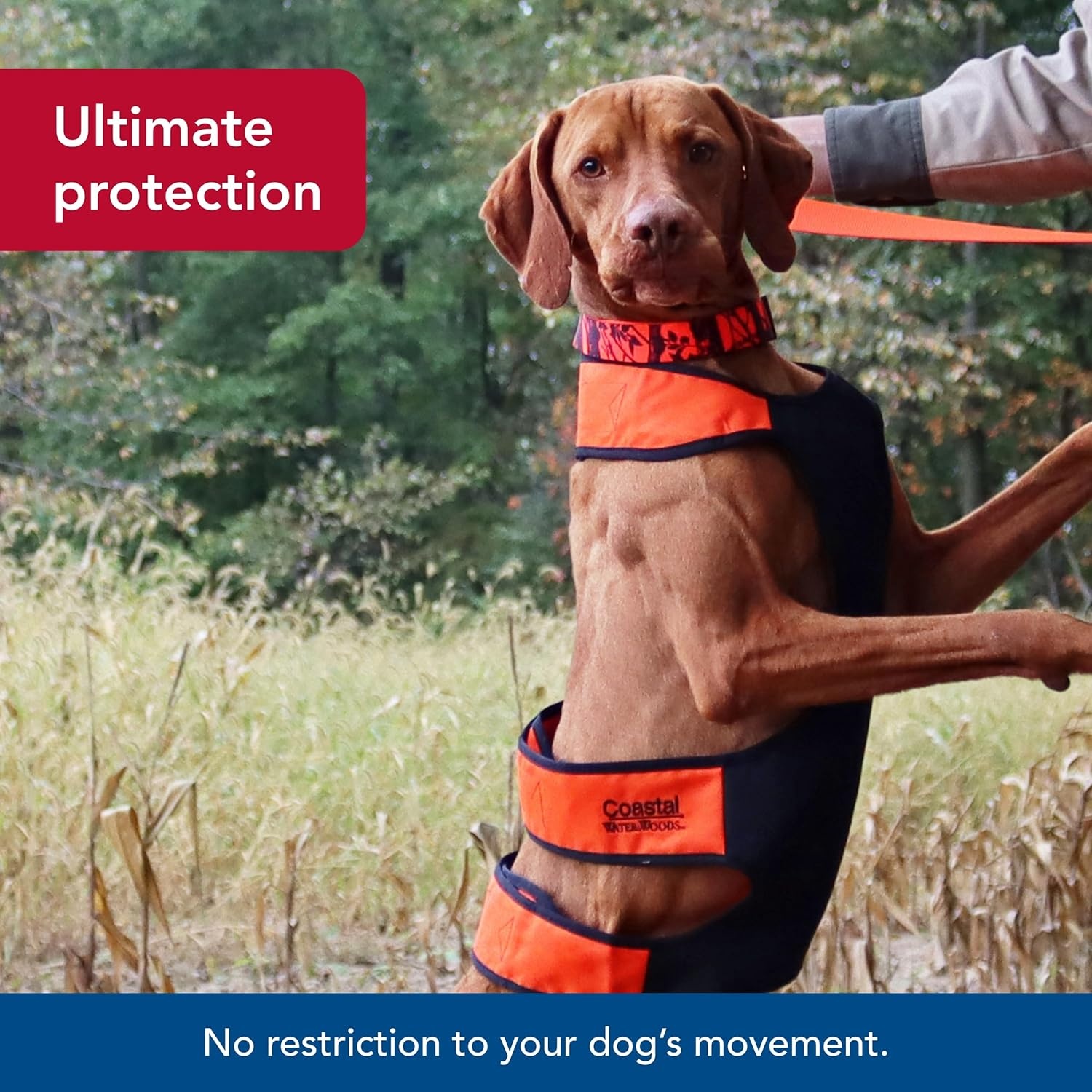 image:imageCoastal Pet Water amp Woods Dog Chest Protector by Coastal Pet Outdoor Safety Vest Protects From Cuts amp Prevents Skin Irritation No Movement Restriction Orange Medium 3660 lbs