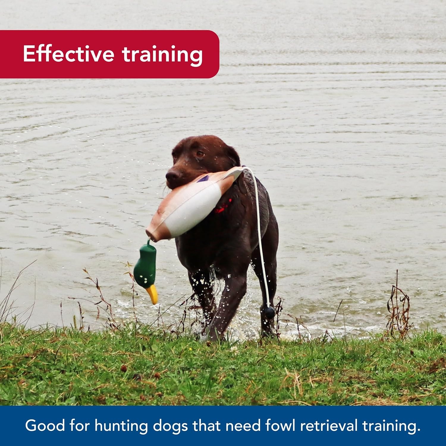 image:imageCoastal Pet Water amp Woods TetheredHead Foam Fowl Dog Trainer Mallard SmallOne Size