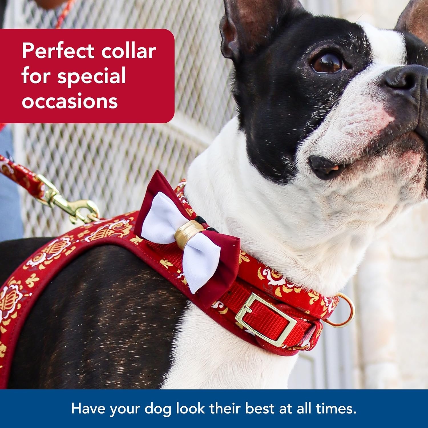 image:imageCoastal Pet Accent Metallic Adjustable Dog Collar Comfortable Dog Collar Sturdy Metal Buckle Functional amp Aesthetic for Pets Bright Black Galaxy 58 x 1218Royal Burgundy Crowns