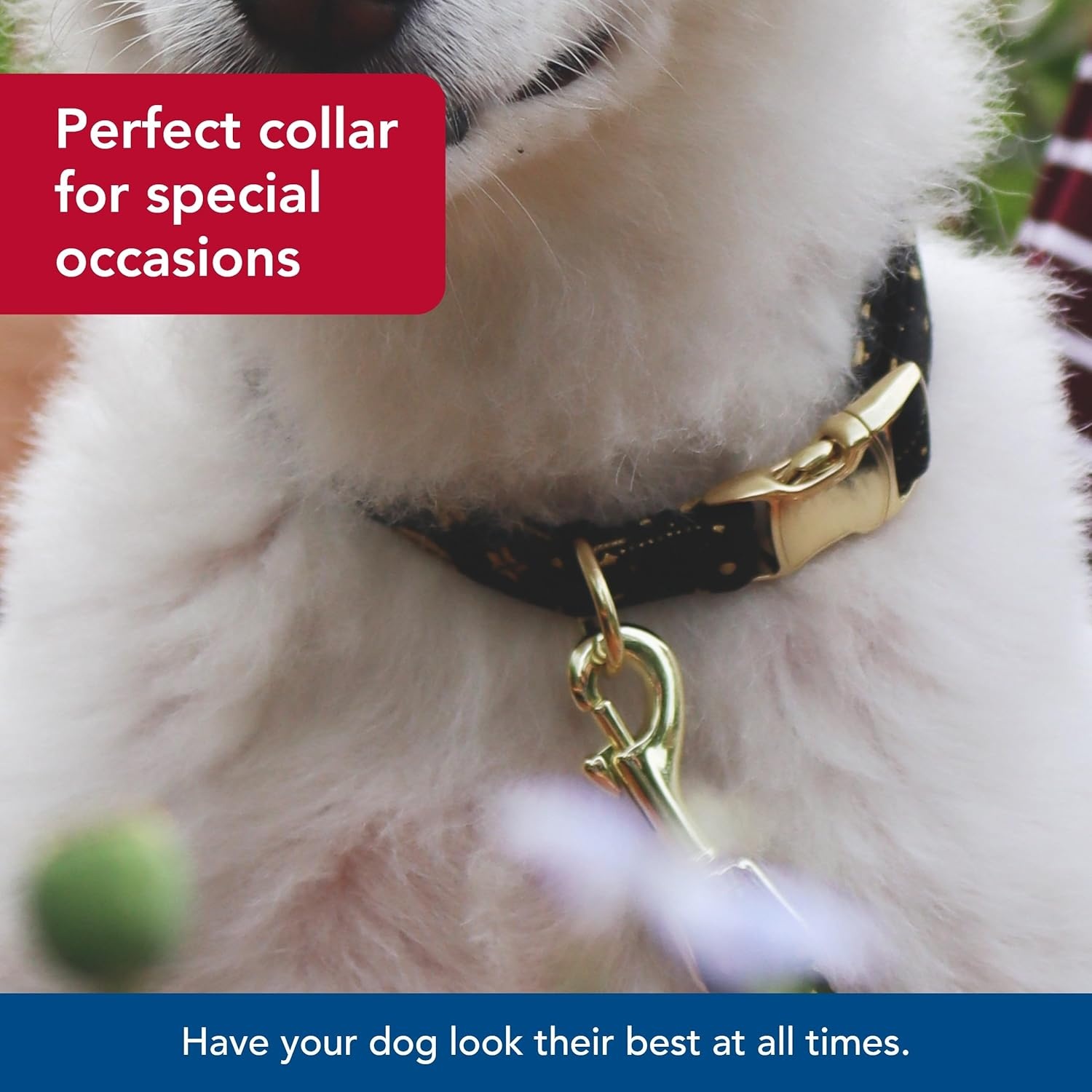 image:imageCoastal Pet Accent Metallic Adjustable Dog Collar Comfortable Dog Collar Sturdy Metal Buckle Functional amp Aesthetic for Pets Bright Black Galaxy 58 x 1218Bright Black Galaxy