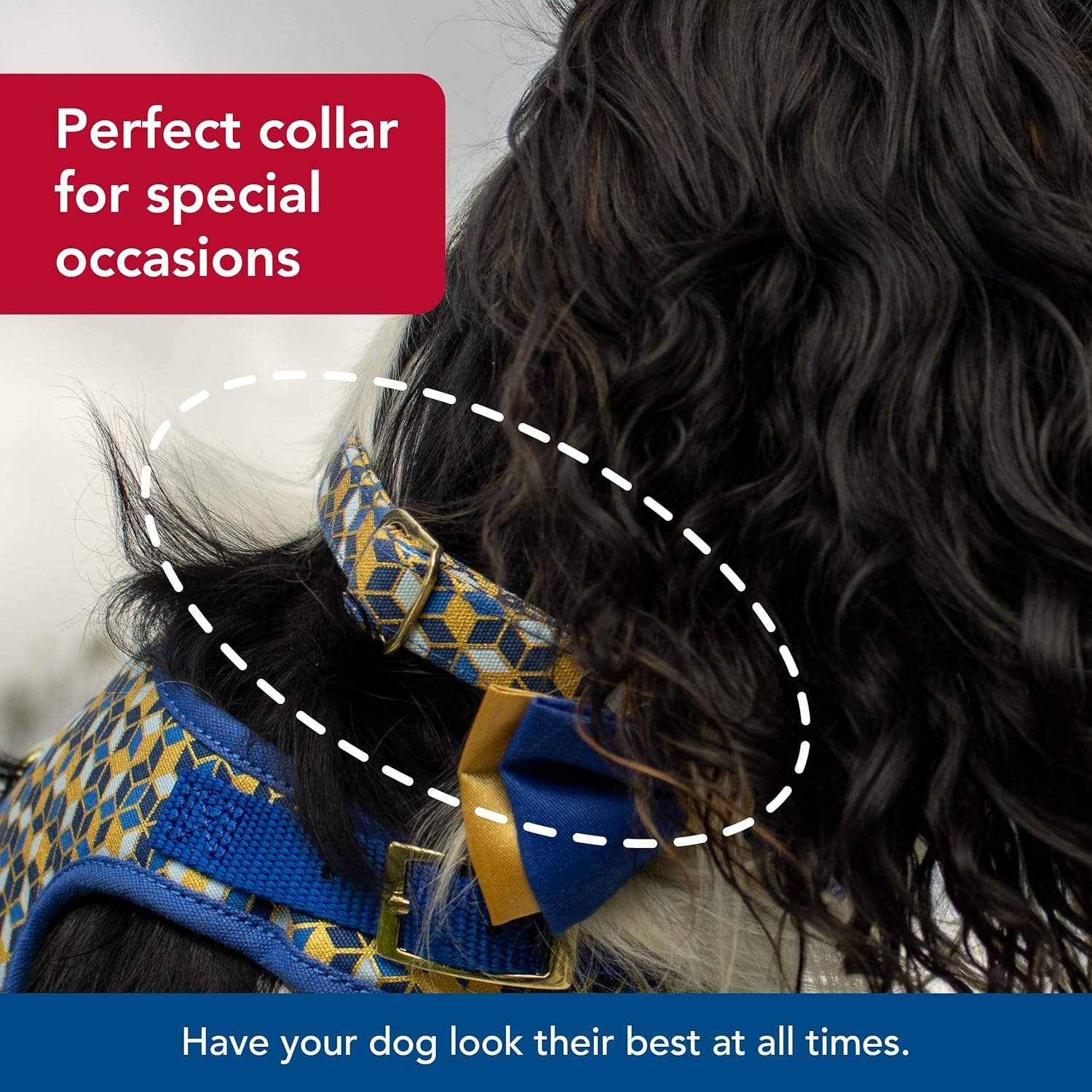 image:imageCoastal Pet Accent Metallic Adjustable Dog Collar Comfortable Dog Collar Sturdy Metal Buckle Functional amp Aesthetic for Pets Bright Black Galaxy 58 x 1218Classic Blue Diamonds