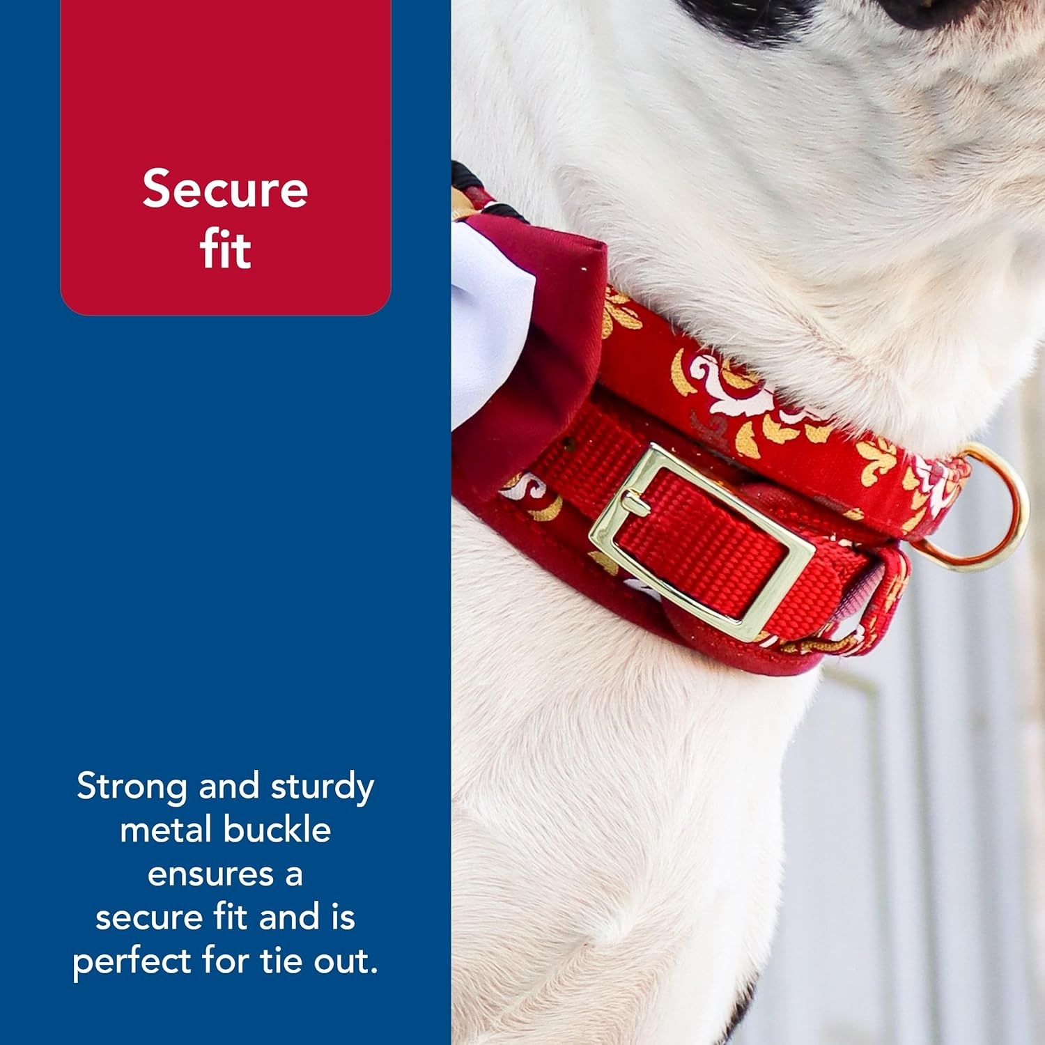 image:imageCoastal Pet Accent Metallic Adjustable Dog Collar Comfortable Dog Collar Sturdy Metal Buckle Functional amp Aesthetic for Pets Bright Black Galaxy 58 x 1218Royal Burgundy Crowns