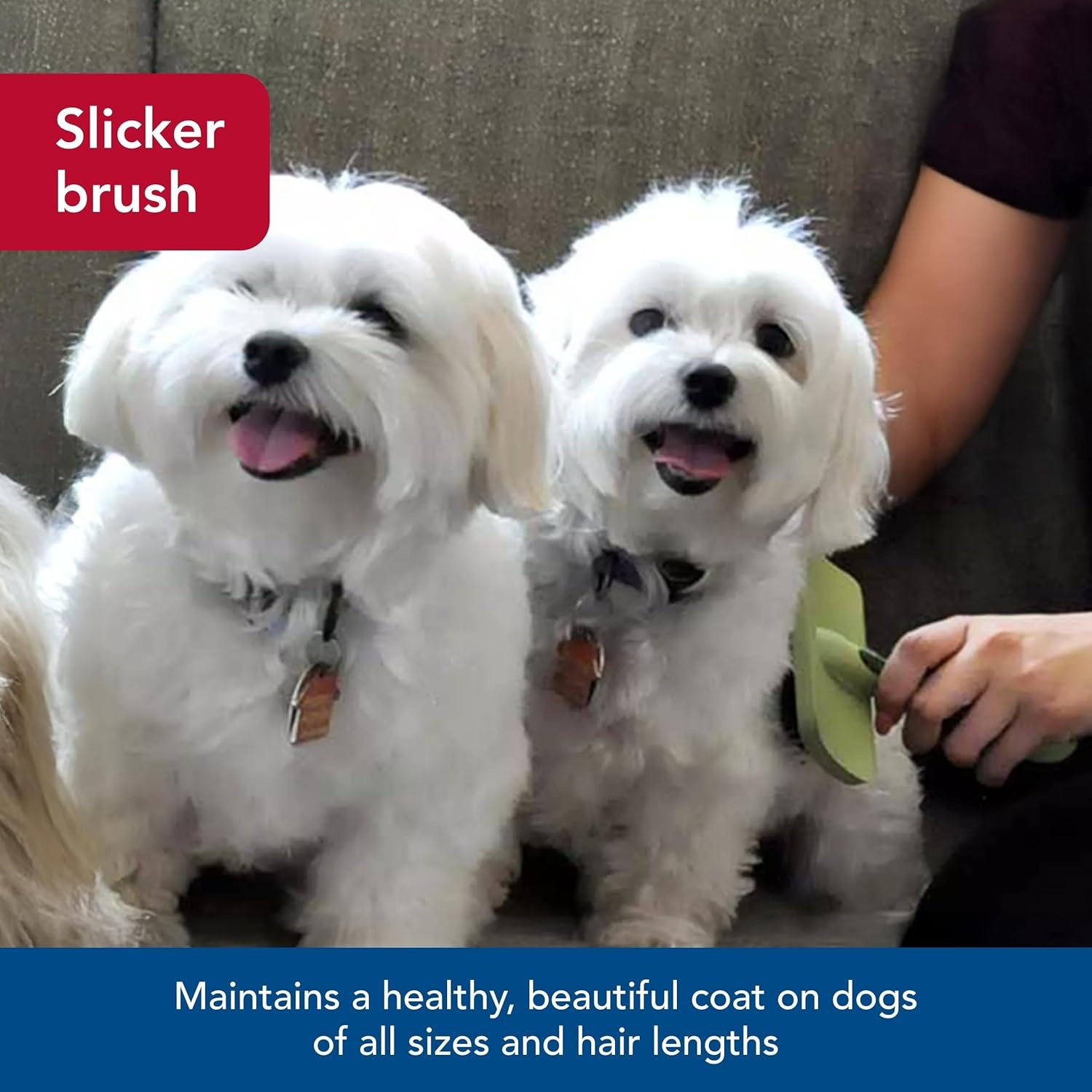 image:imageCoastal Pet Safari Curved Firm Slicker Brush For Dog Grooming and Detangling All Hair Types 65 x 306