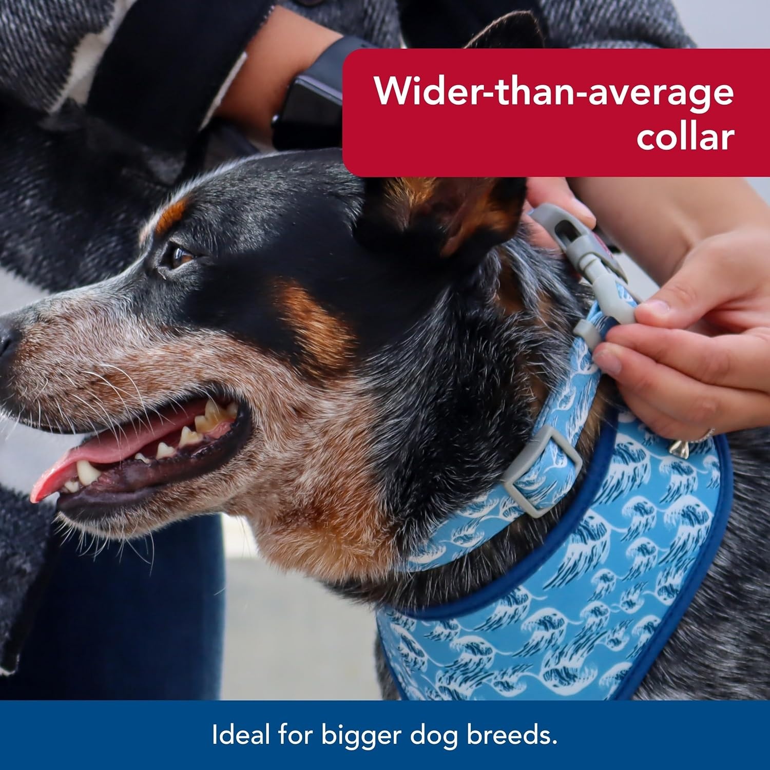 image:imageCoastal Pet Sublime Adjustable Dog Collar Adjustable Plastic Buckle Vibrant amp Colorful Dog Collar with FadeResistant Patterns Blue Waves with Blue Checkers Large 1 12 x 1826Blue Waves with Blue Checkers