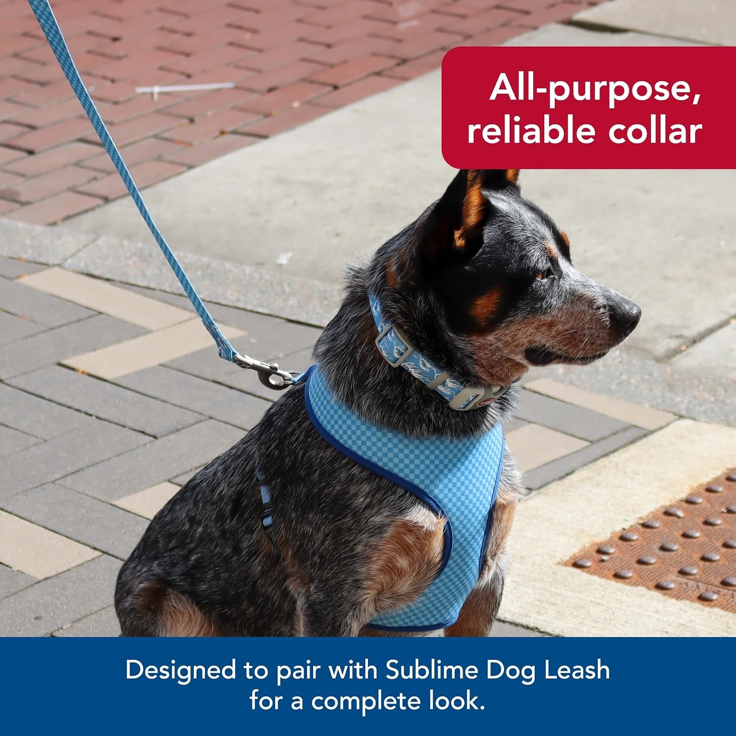 image:imageCoastal Pet Sublime Adjustable Dog Collar Adjustable Plastic Buckle Vibrant amp Colorful Dog Collar with FadeResistant Patterns Blue Waves with Blue Checkers Large 1 12 x 1826Blue Waves with Blue Checkers