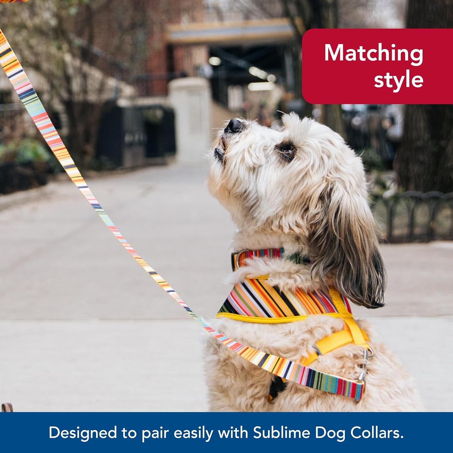 image:imageCoastal Pet Sublime Dog Leash Dog Walking Leash Fashionable DualPattern Design with Colorful amp Trendy Pattern Sunflower with Green Argyle 1 x 6Sublime Stripe with Gold Plaid