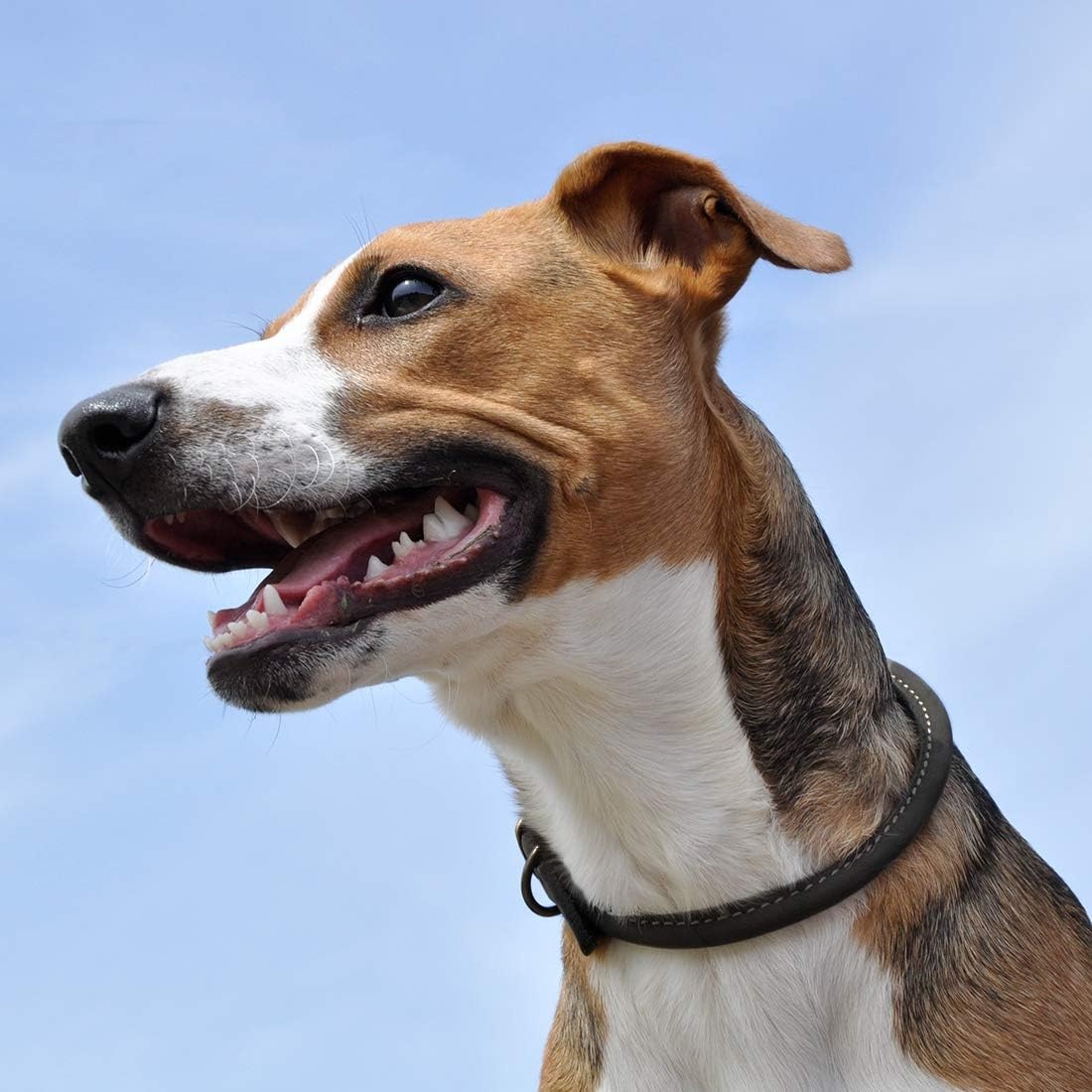 image:imageCoastal Pet Circle T Latigo Leather Round Dog Collar with Solid Brass Hardware Latigo 1 x 2238 x 12 Pack of 1