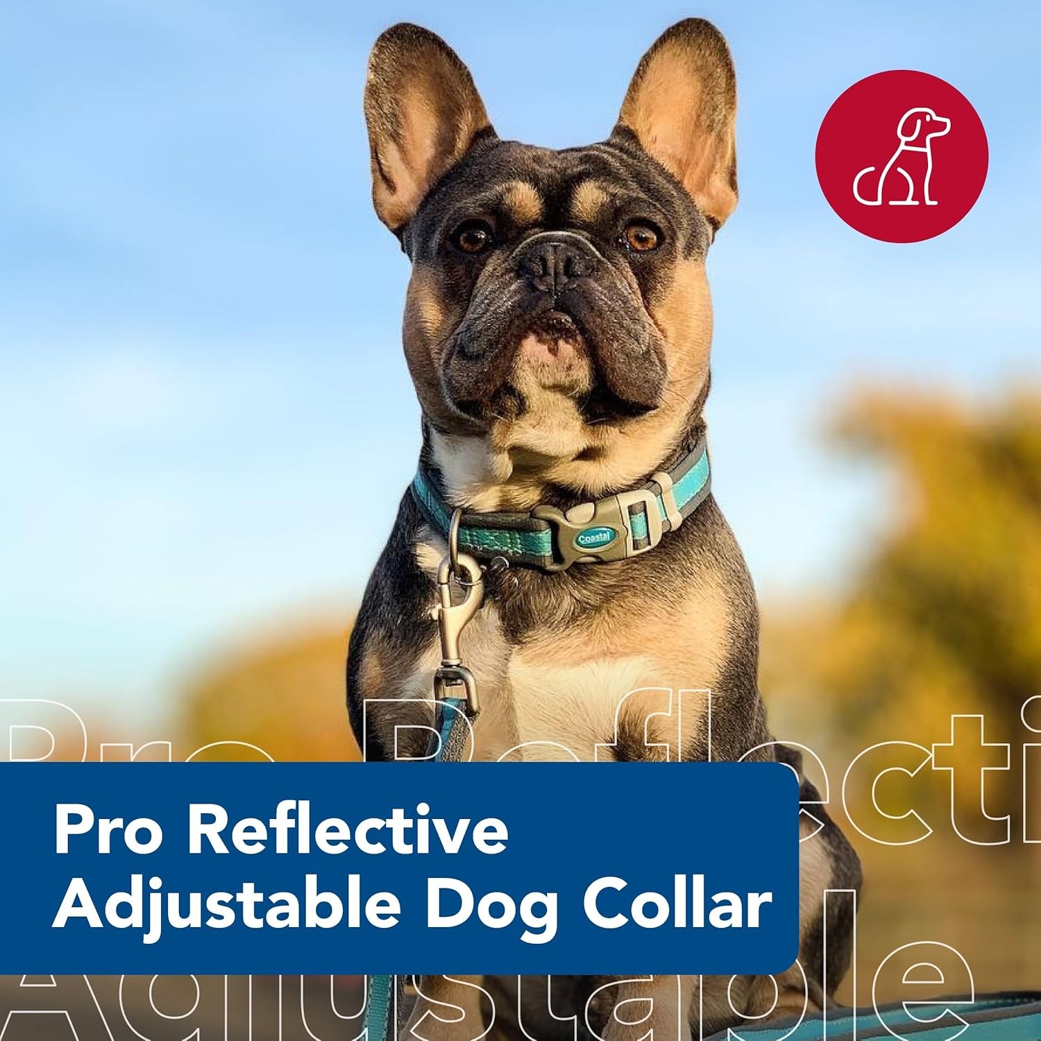 image:imageCoastal Pet Pro Reflective Adjustable Dog Collar Bright Blue with Grey 1 x 1420Bright Blue with Grey