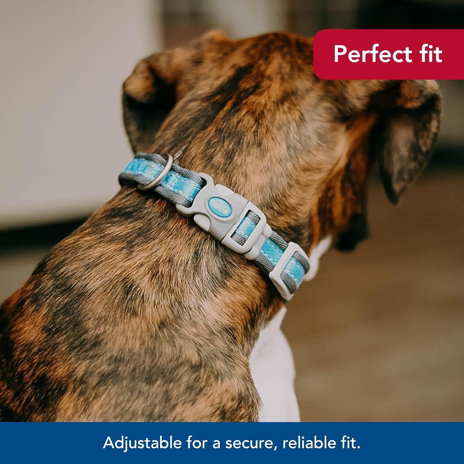 image:imageCoastal Pet Pro Reflective Adjustable Dog Collar Bright Blue with Grey 1 x 1420Bright Blue with Grey