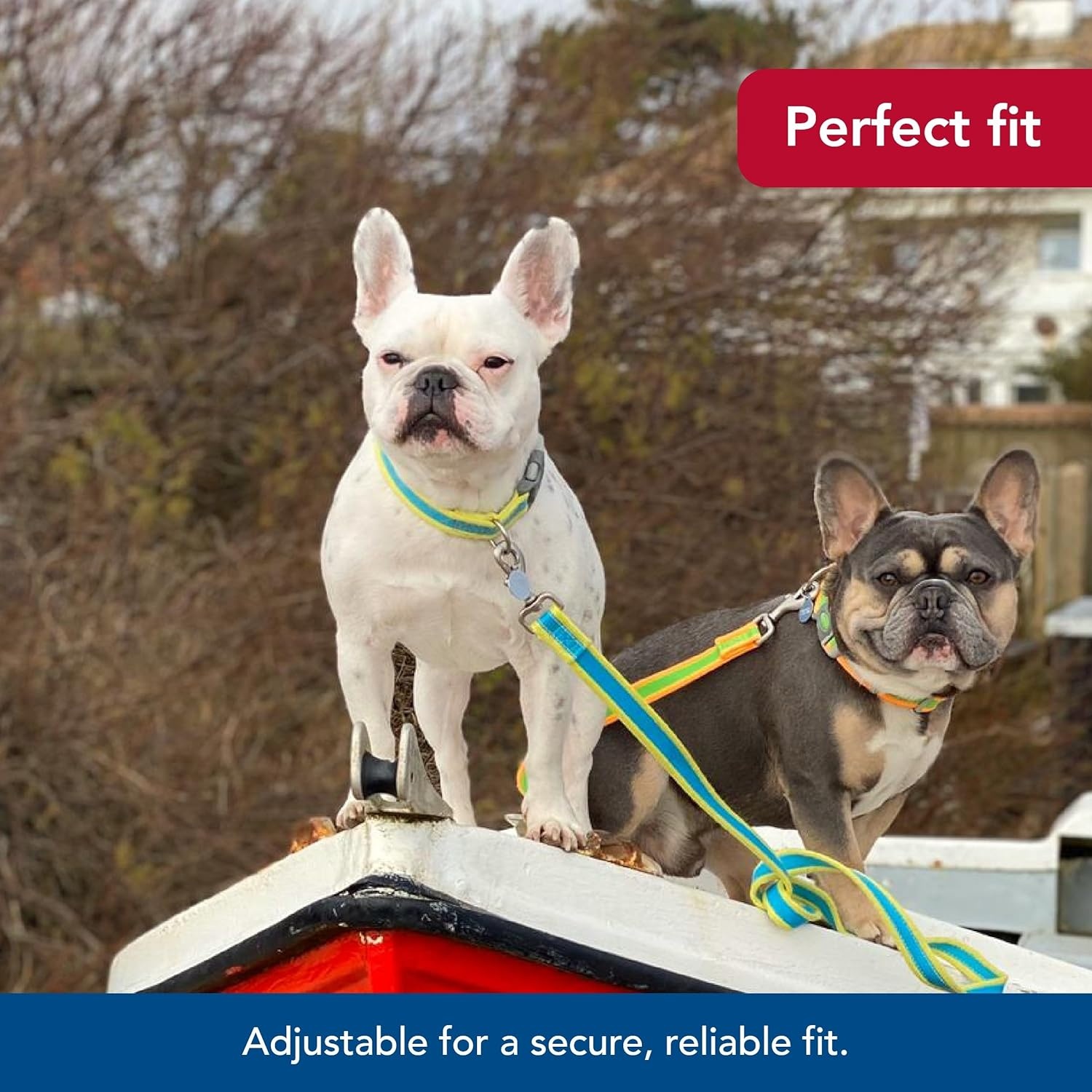 image:imageCoastal Pet Pro Reflective Adjustable Dog Collar Bright Blue with Grey 1 x 1420Bright Green with Grey