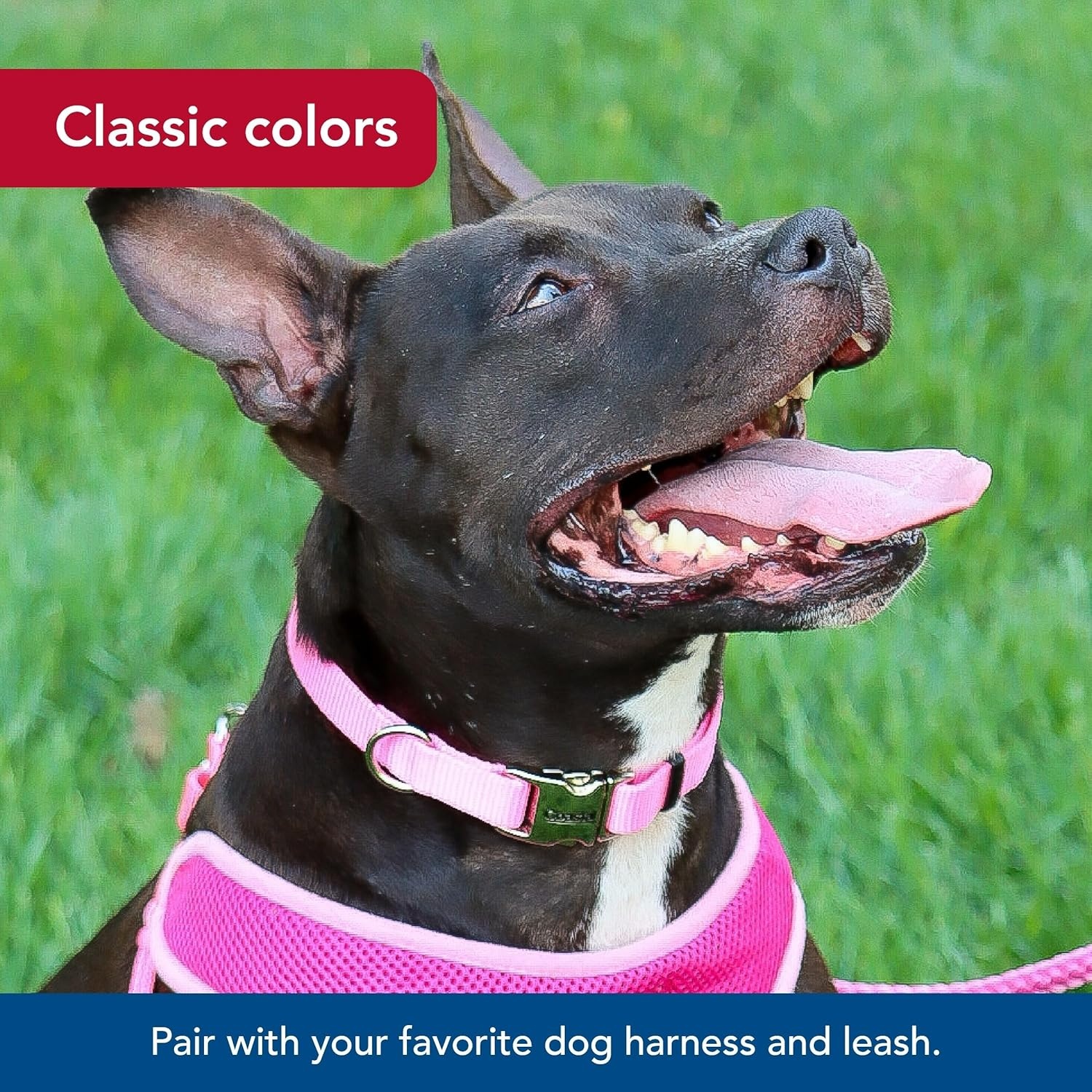 image:imageCoastal Pet Adjustable Dog Collar with Metal Buckle Comfortable FadeResistant Dog Collar with Snap Lock Perfect for Walking amp Tie Outs Lime 1 x 1420Pink Bright