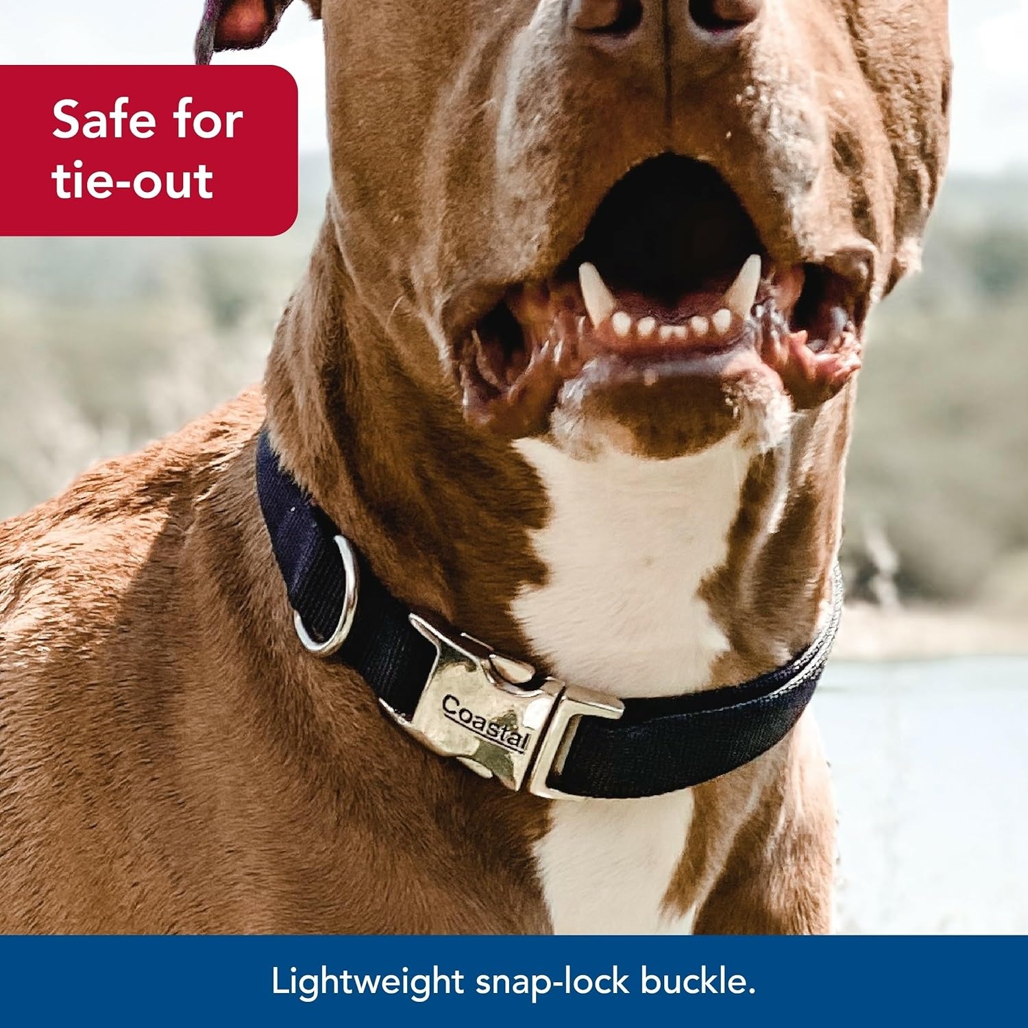 image:imageCoastal Pet Adjustable Dog Collar with Metal Buckle Comfortable FadeResistant Dog Collar with Snap Lock Perfect for Walking amp Tie Outs Lime 1 x 1420Blue