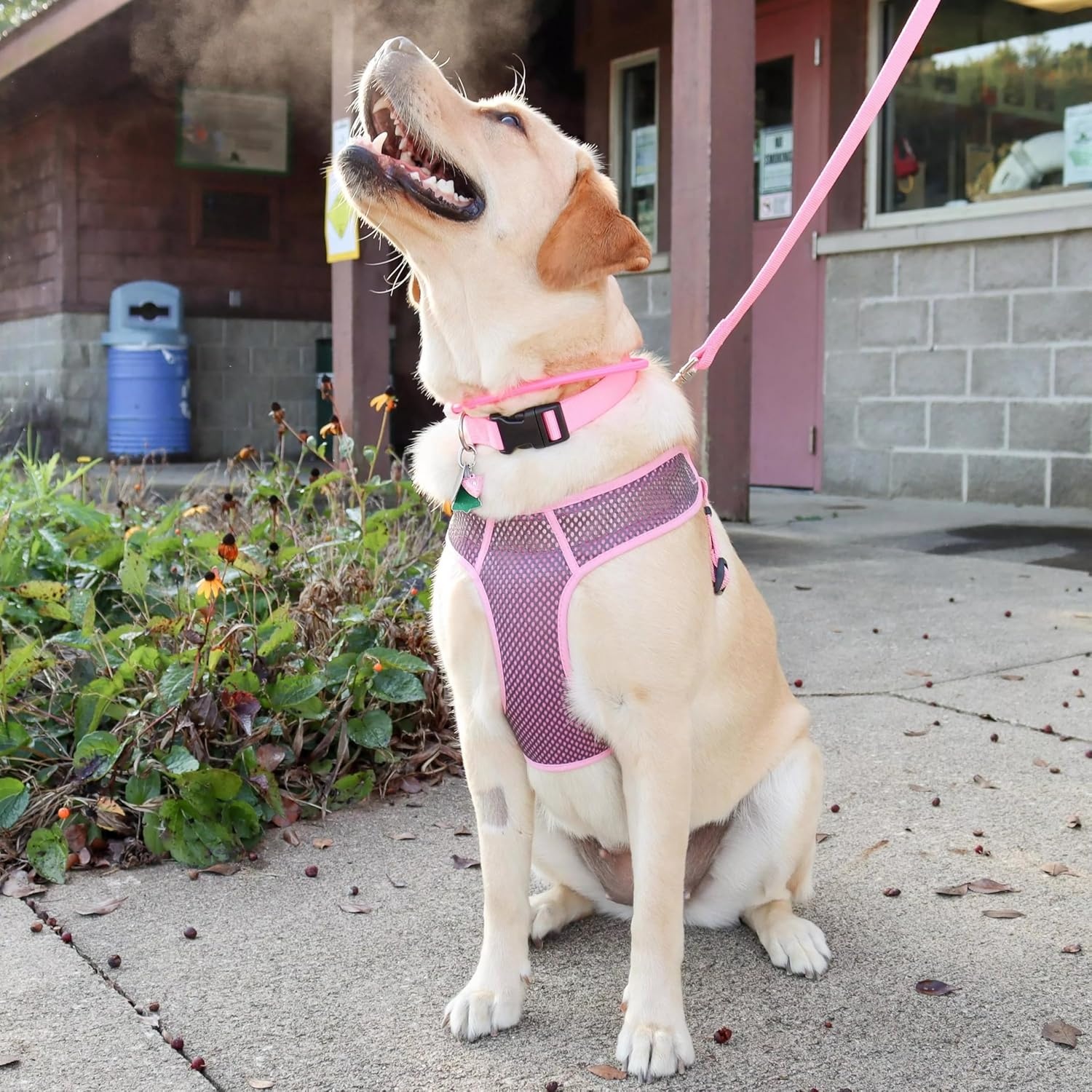 image:imageCoastal Pet Comfort Soft Sport Wrap Adjustable Dog Harness Large amp Small Dog Harness Durable Harness for Dogs with Mesh Chest Pad Grey with Blue 58 x 1624Grey with Red