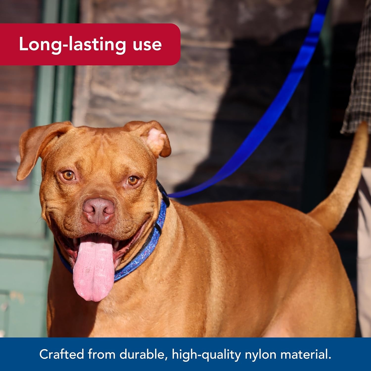image:imageCoastal Pet SinglePly Dog Leash Sturdy Pet Leash Comfortable amp Stylish Resists Fraying Vibrant amp FadeResistant Color Lime 1 x 6Azul