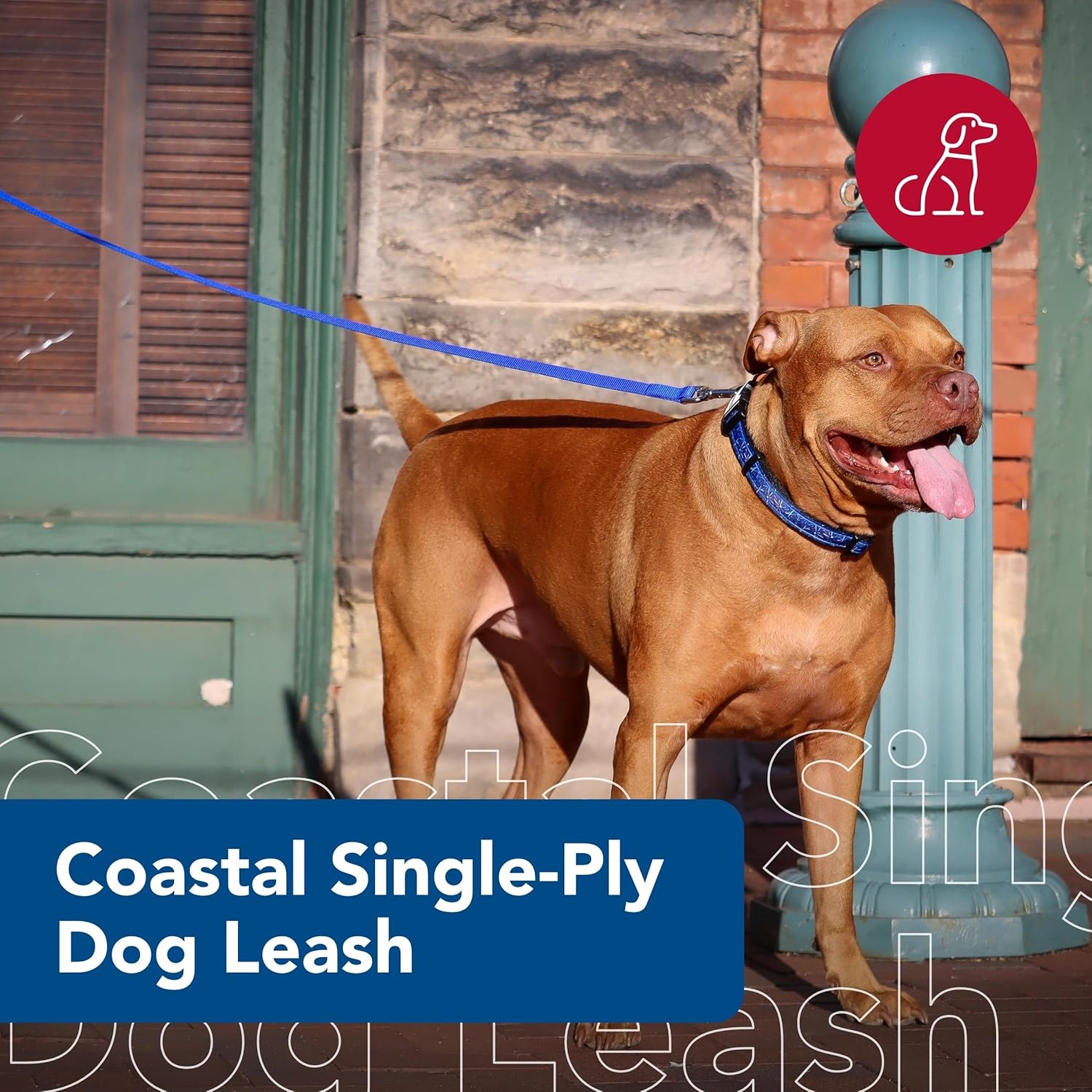 image:imageCoastal Pet SinglePly Dog Leash Sturdy Pet Leash Comfortable amp Stylish Resists Fraying Vibrant amp FadeResistant Color Lime 1 x 6Azul