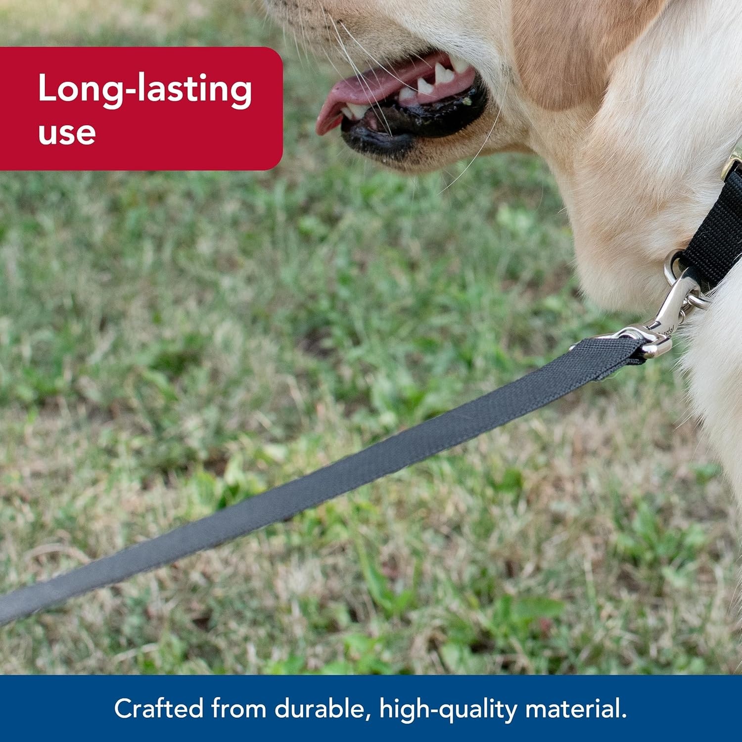 image:imageCoastal Pet SinglePly Dog Leash Sturdy Pet Leash Comfortable amp Stylish Resists Fraying Vibrant amp FadeResistant Color Lime 1 x 6Black