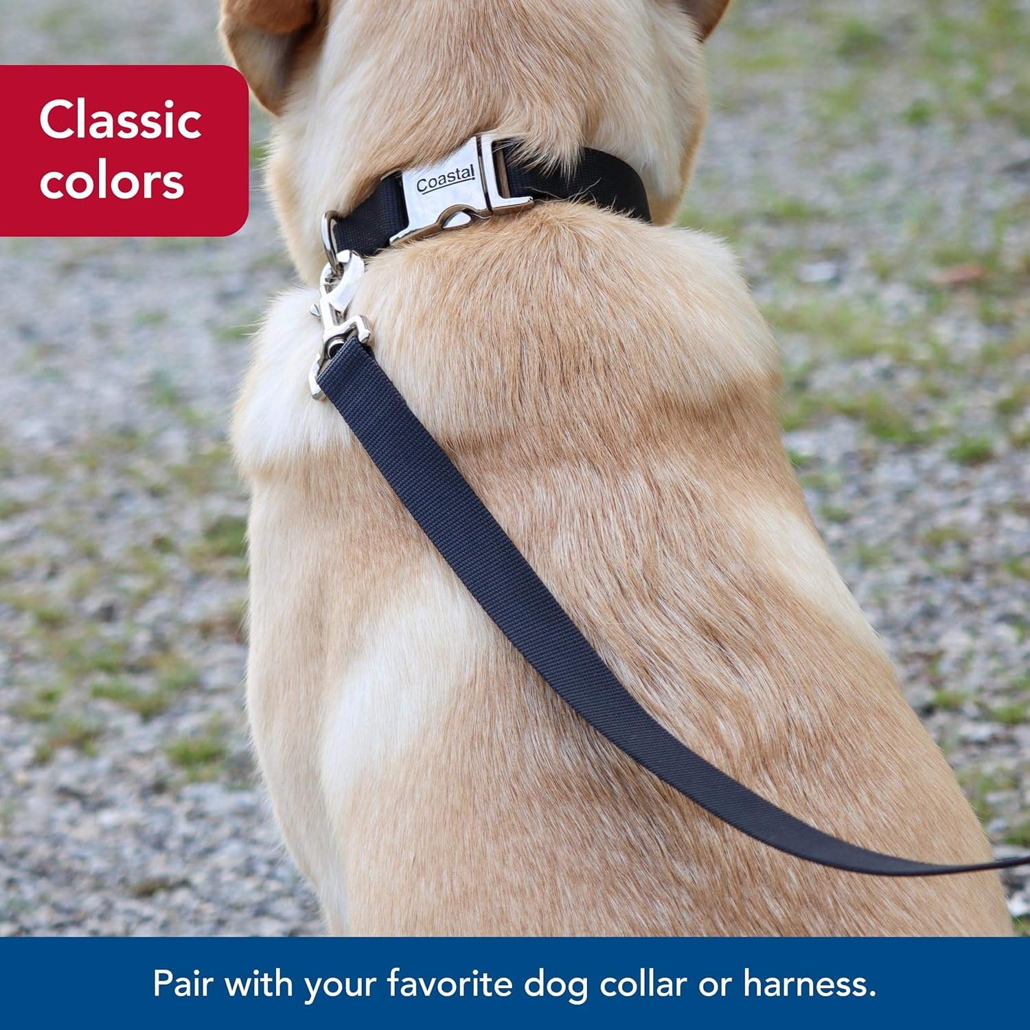 image:imageCoastal Pet SinglePly Dog Leash Sturdy Pet Leash Comfortable amp Stylish Resists Fraying Vibrant amp FadeResistant Color Lime 1 x 6Black