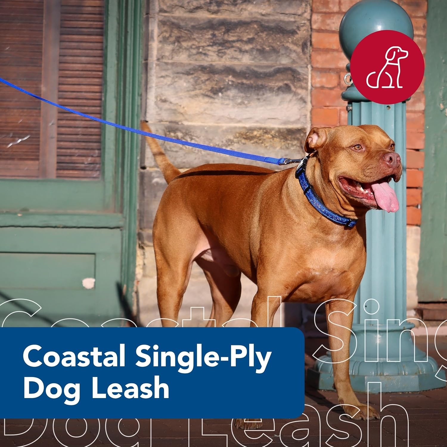 image:imageCoastal Pet SinglePly Dog Leash Sturdy Pet Leash Comfortable amp Stylish Resists Fraying Vibrant amp FadeResistant Color Lime 1 x 6Black