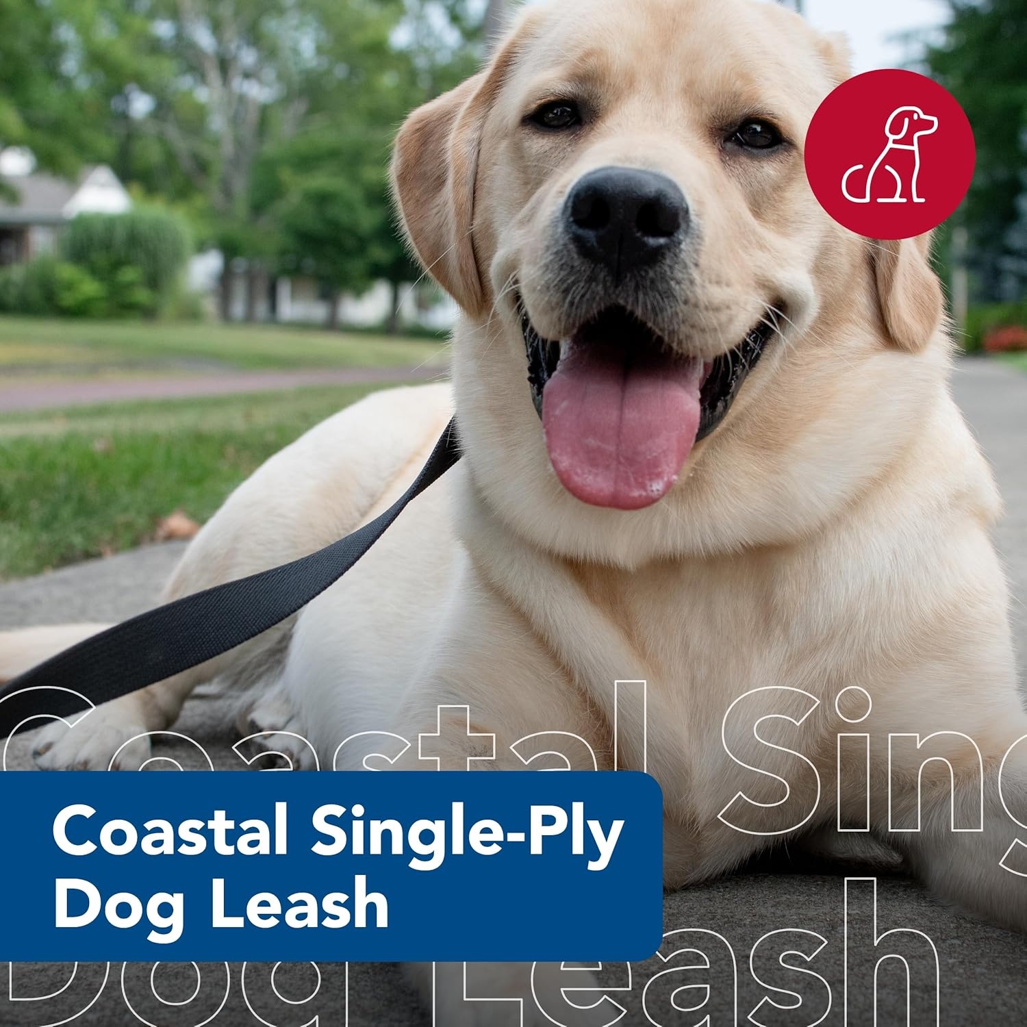 image:imageCoastal Pet SinglePly Dog Leash Sturdy Pet Leash Comfortable amp Stylish Resists Fraying Vibrant amp FadeResistant Color Lime 1 x 6Black