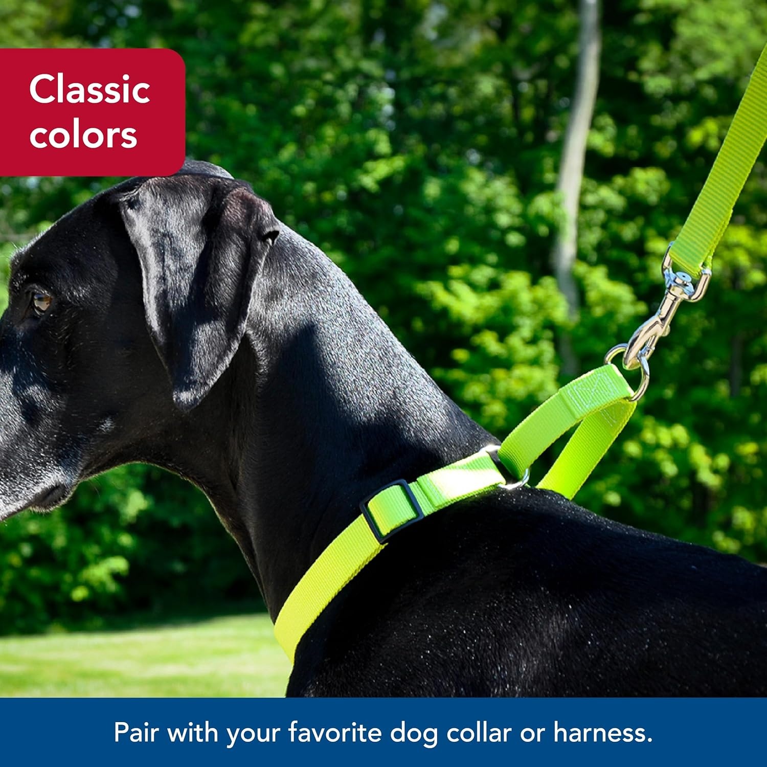 image:imageCoastal Pet SinglePly Dog Leash Sturdy Pet Leash Comfortable amp Stylish Resists Fraying Vibrant amp FadeResistant Color Lime 1 x 6Lime
