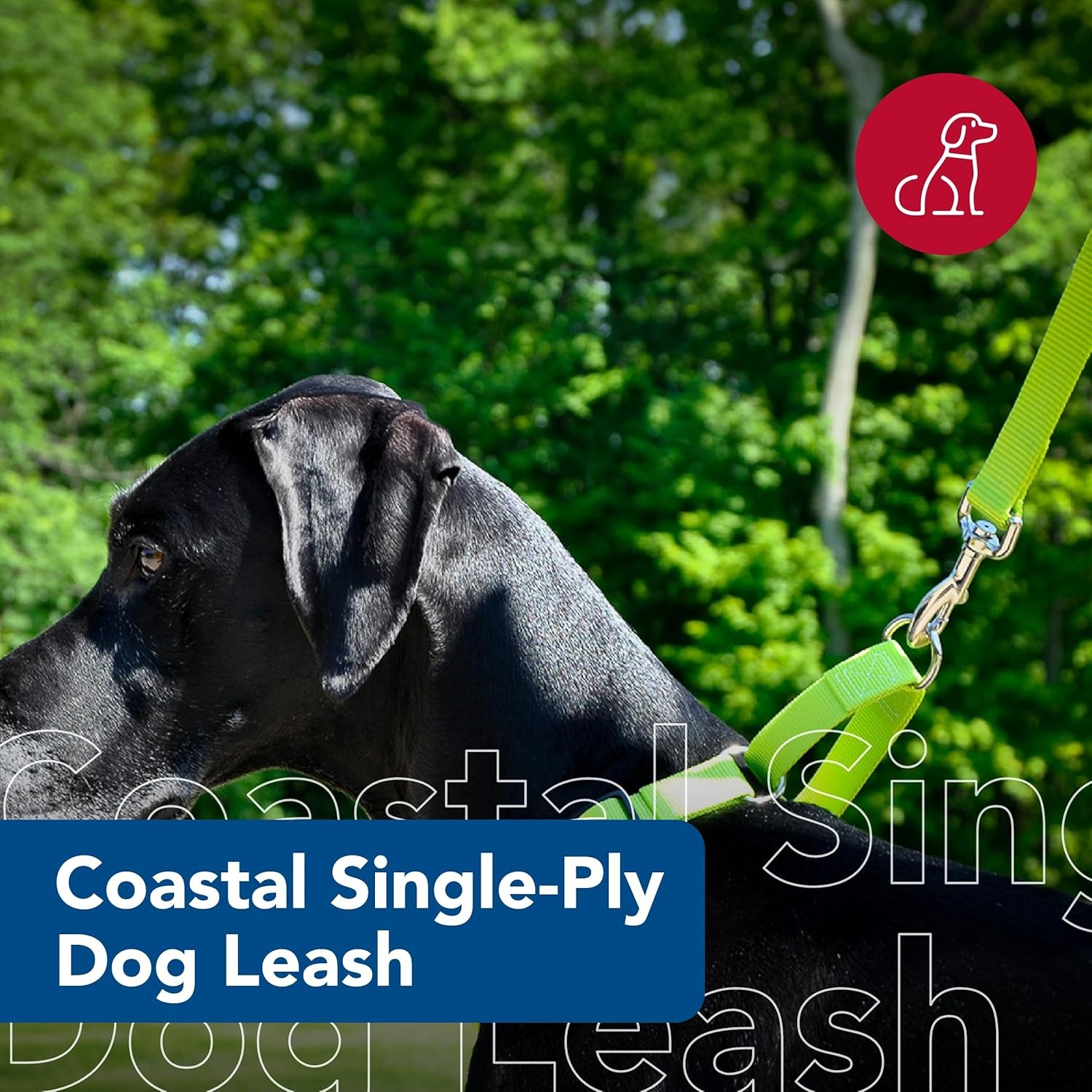 image:imageCoastal Pet SinglePly Dog Leash Sturdy Pet Leash Comfortable amp Stylish Resists Fraying Vibrant amp FadeResistant Color Lime 1 x 6Lime