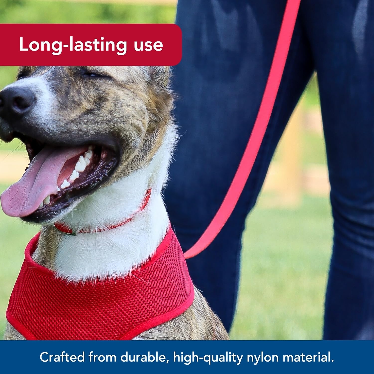 image:imageCoastal Pet SinglePly Dog Leash Sturdy Pet Leash Comfortable amp Stylish Resists Fraying Vibrant amp FadeResistant Color Lime 1 x 6Orchid