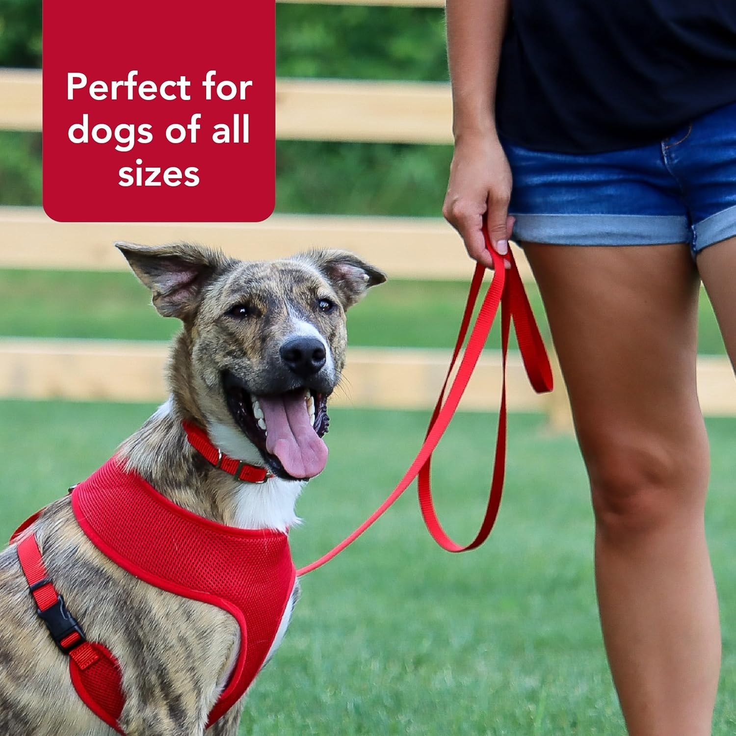 image:imageCoastal Pet SinglePly Dog Leash Sturdy Pet Leash Comfortable amp Stylish Resists Fraying Vibrant amp FadeResistant Color Lime 1 x 6Pink Bright