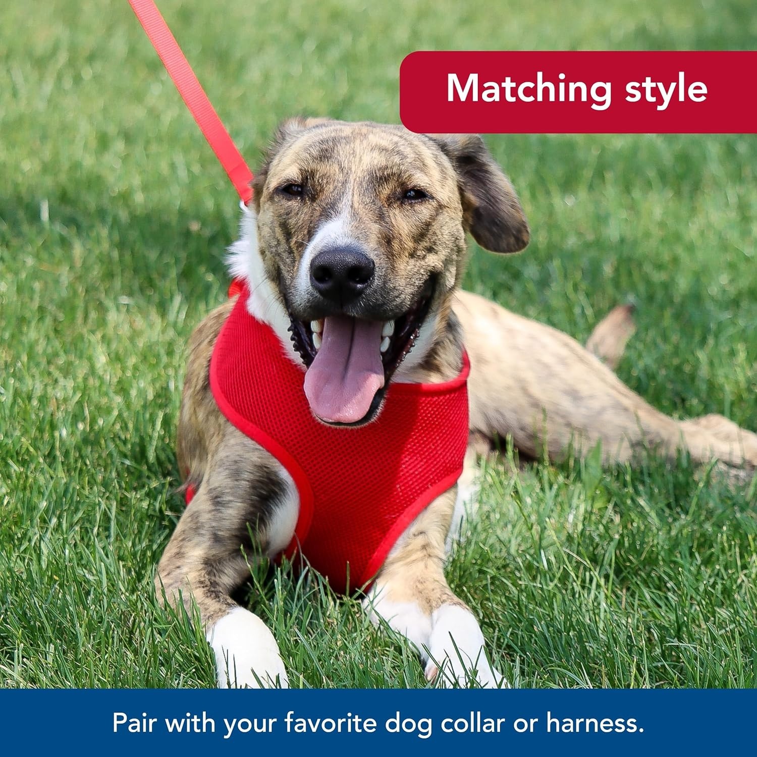 image:imageCoastal Pet SinglePly Dog Leash Sturdy Pet Leash Comfortable amp Stylish Resists Fraying Vibrant amp FadeResistant Color Lime 1 x 6Pink Bright