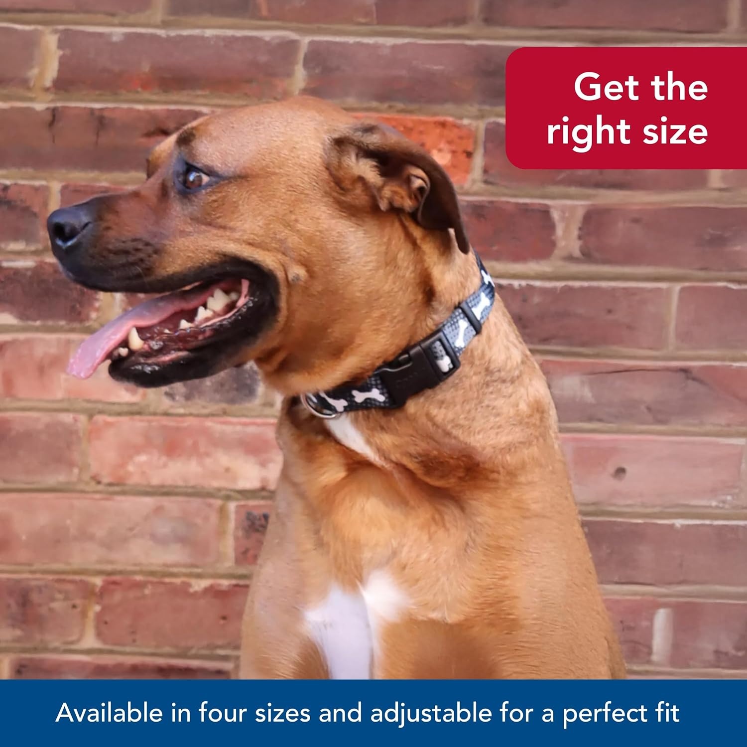 image:imageCoastal Pet Styles Adjustable Dog Collar Stylish Patterned Fabrics SnapLock Buckle Adjustable Dog Collar for Small Medium or Large Dogs Black Skulls 58 x 1014Small Pack of 1