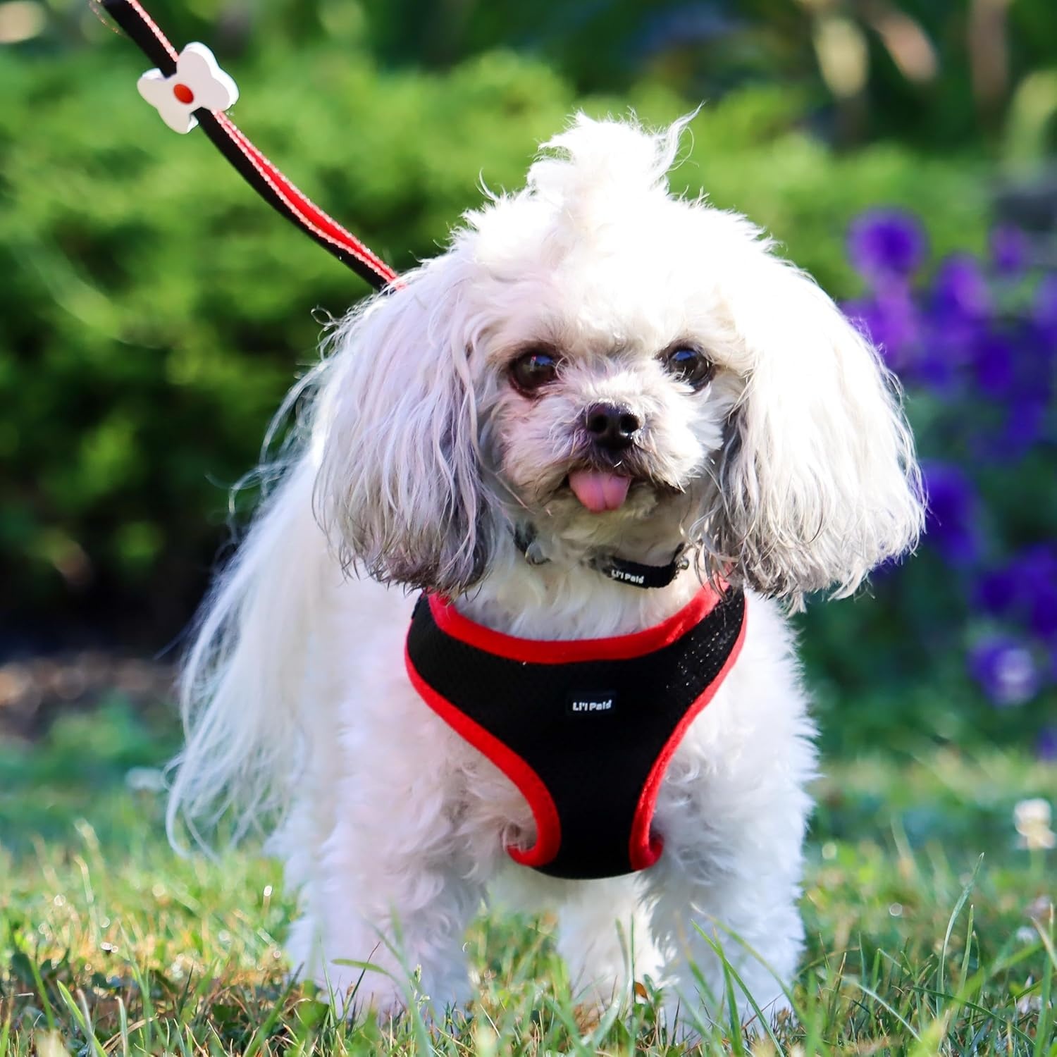image:imageCoastal Pet Lil Pals Dog Slicker Brush with Coated Tips Dog Grooming Brush for Small Breeds amp Puppies One Size 325 x 725