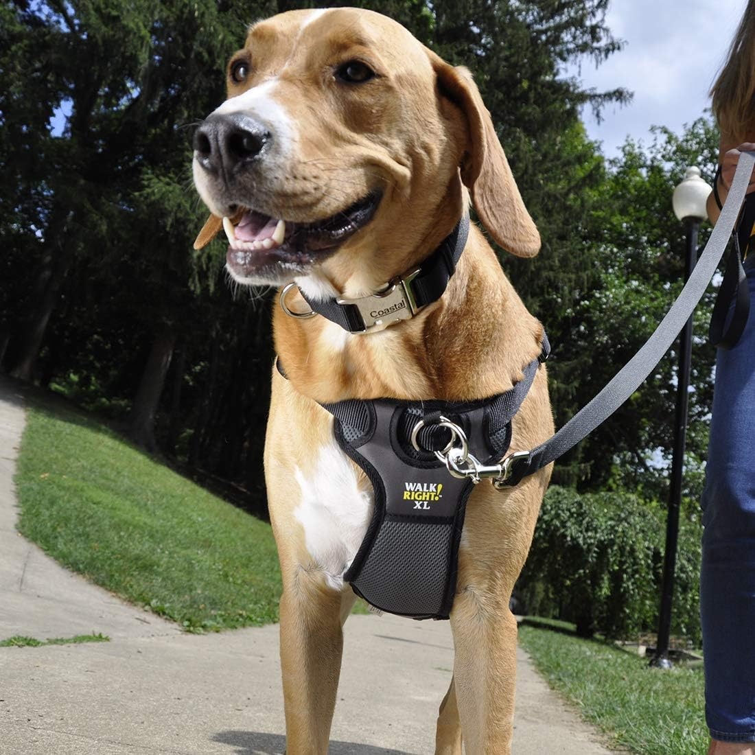 image:imageCoastal Pet Walk Right FrontConnect NoPull Padded Dog Harness Adjustable amp Comfortable Dog Harness Small amp Large Breed Fit Quality Pet Supplies Black LRG 2638Pink Bright