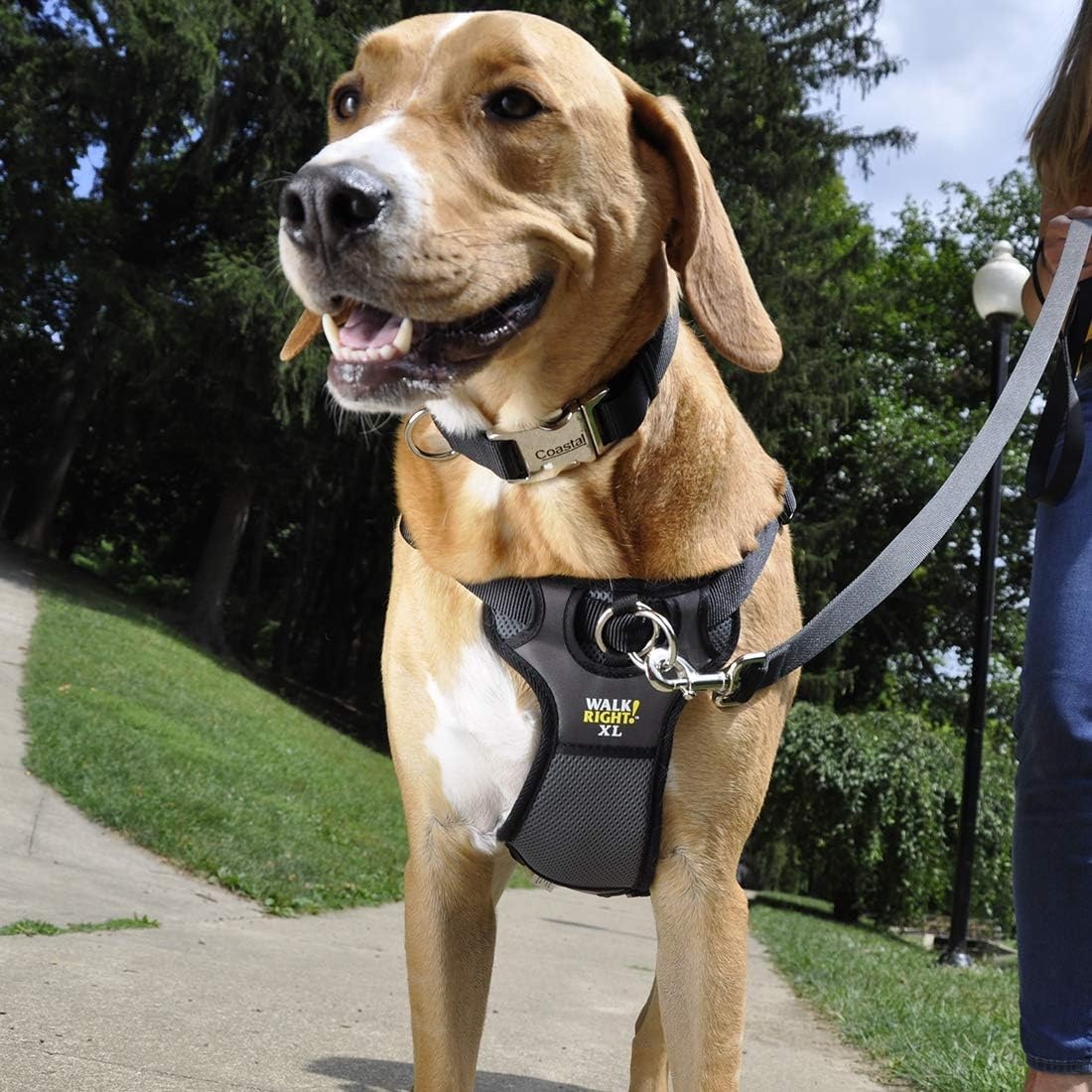 image:imageCoastal Pet Walk Right FrontConnect NoPull Padded Dog Harness Adjustable amp Comfortable Dog Harness Small amp Large Breed Fit Quality Pet Supplies Black LRG 2638Red