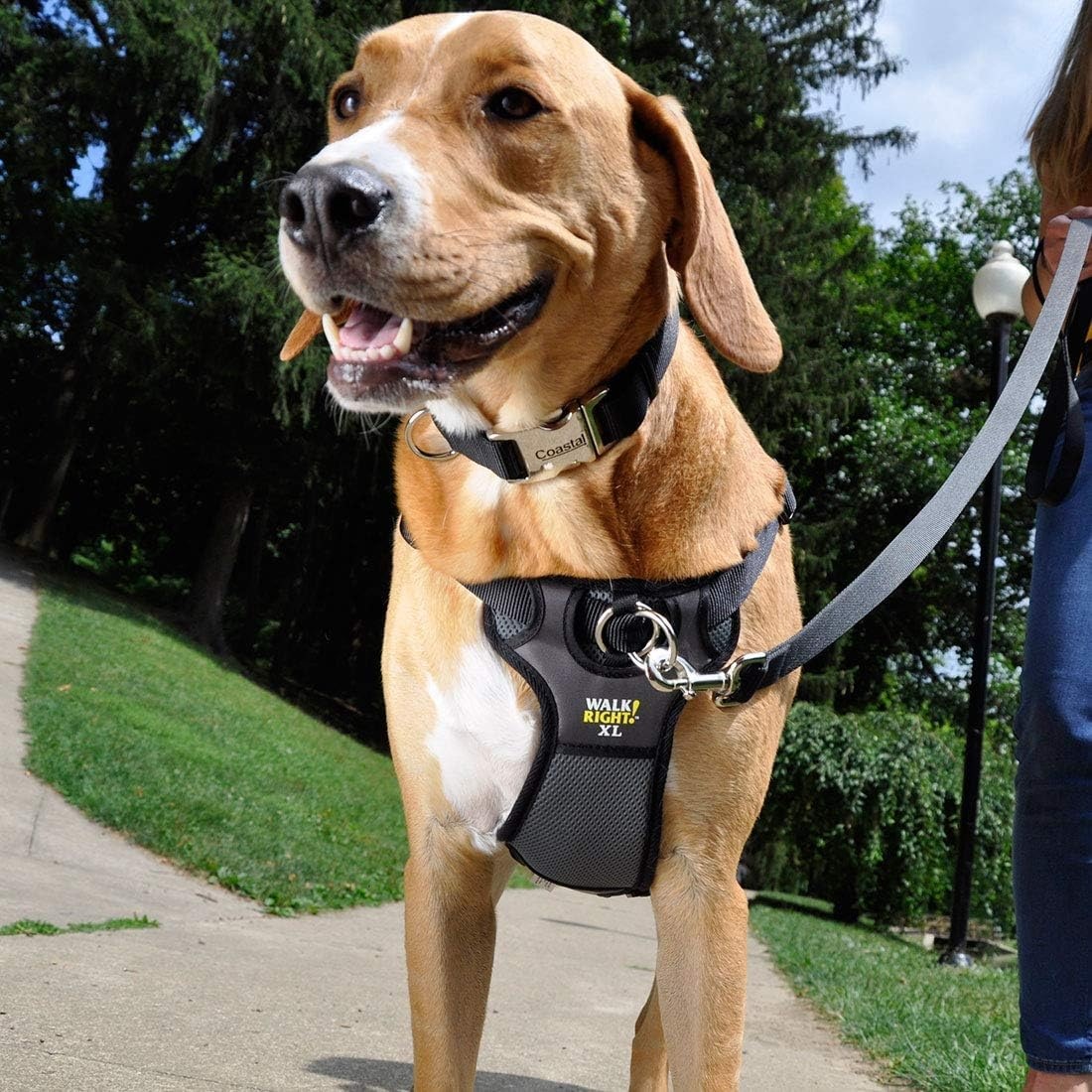 image:imageCoastal Pet Walk Right FrontConnect NoPull Padded Dog Harness Adjustable amp Comfortable Dog Harness Small amp Large Breed Fit Quality Pet Supplies Black LRG 2638Black