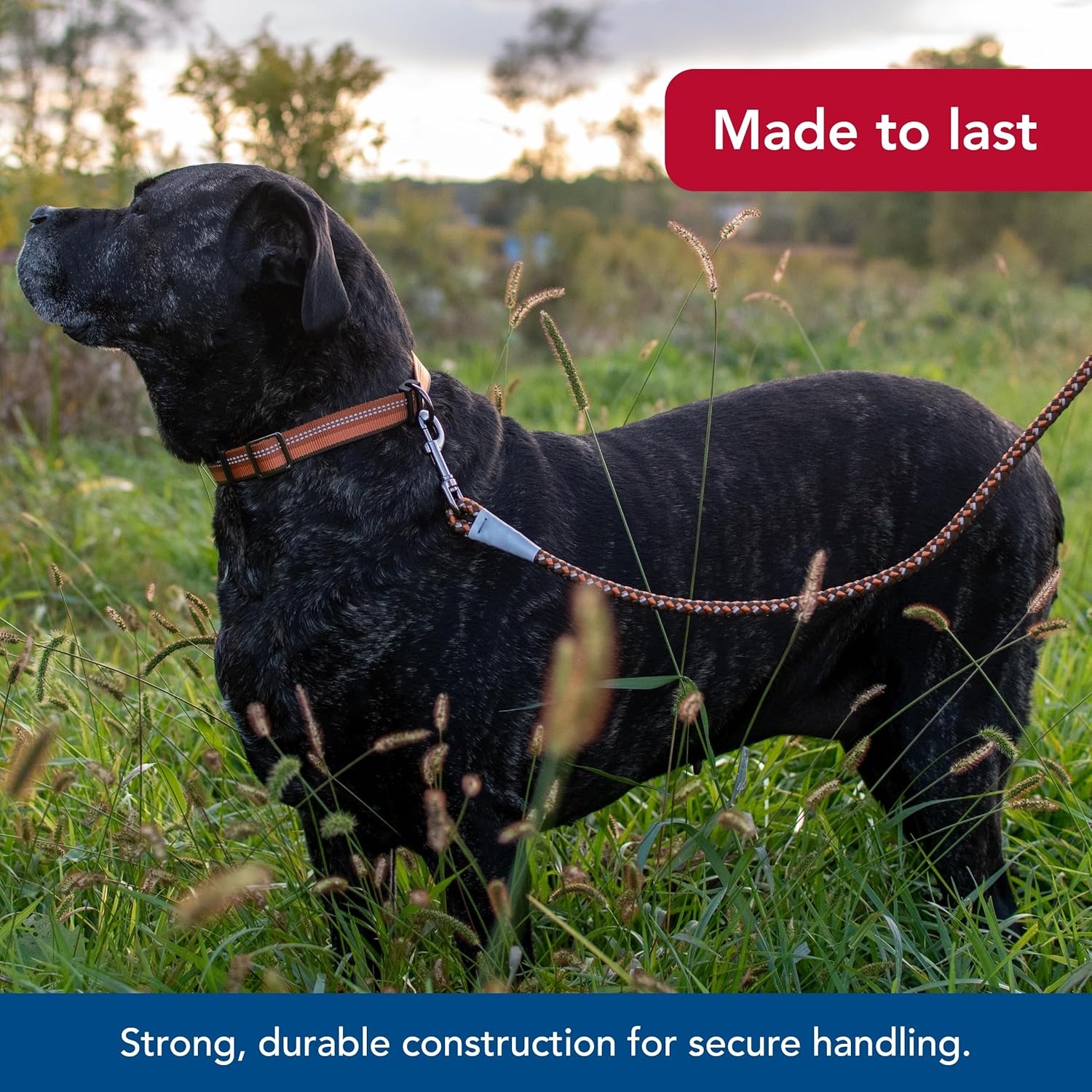 image:imageCoastal Pet K9 Explorer Reflective Braided Rope Snap Dog Leash HeavyDuty Leash Comfortable amp Secure Grip Reflective Cord amp Rugged Gunmetal Hardware Fern 06Campfire Orange