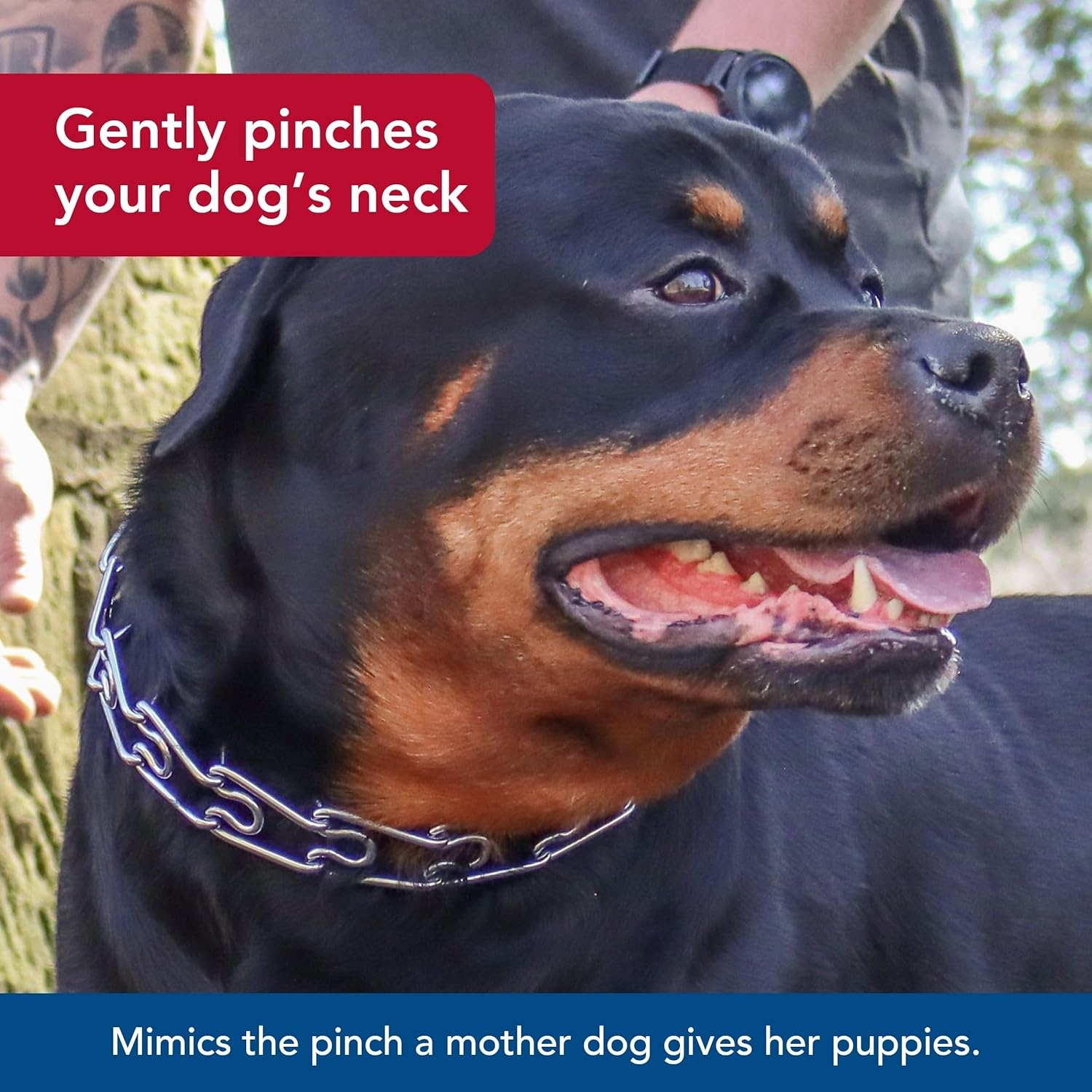 image:imageCoastal Pet Titan Dog Prong Quick Release Training Collar Pet Training Collar for Dogs RustResistant Metal Dog Collar for Dog Training Prong Dog Chain Collar Quality Dog Supplies 3 mm x 18Chrome