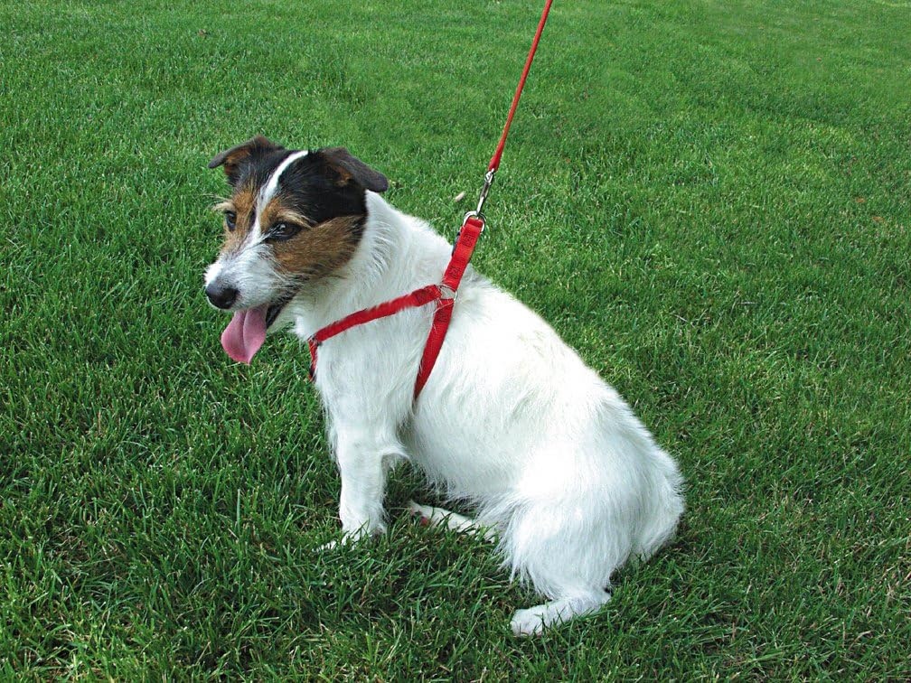 image:imageCoastal Comfort Wrap Adjustable Dog Harness Blue 1 x 2638Hunter