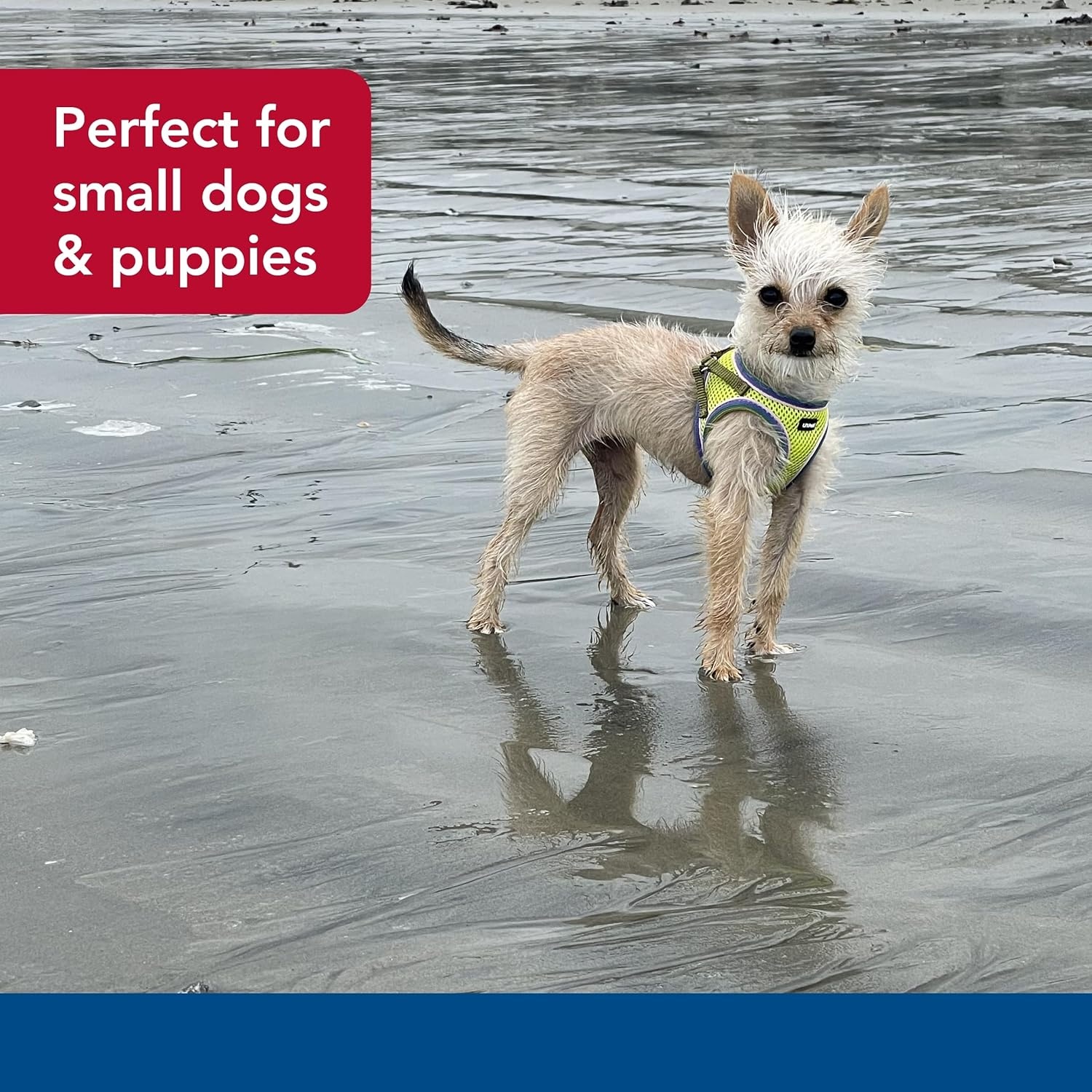 image:imageCoastal Pet Lil Pals Comfort Mesh Dog Harness NoPull Stepin Dog Harness for Small Dogs amp Puppies Dog Cooling Vest Lime 38 x 1012Lime